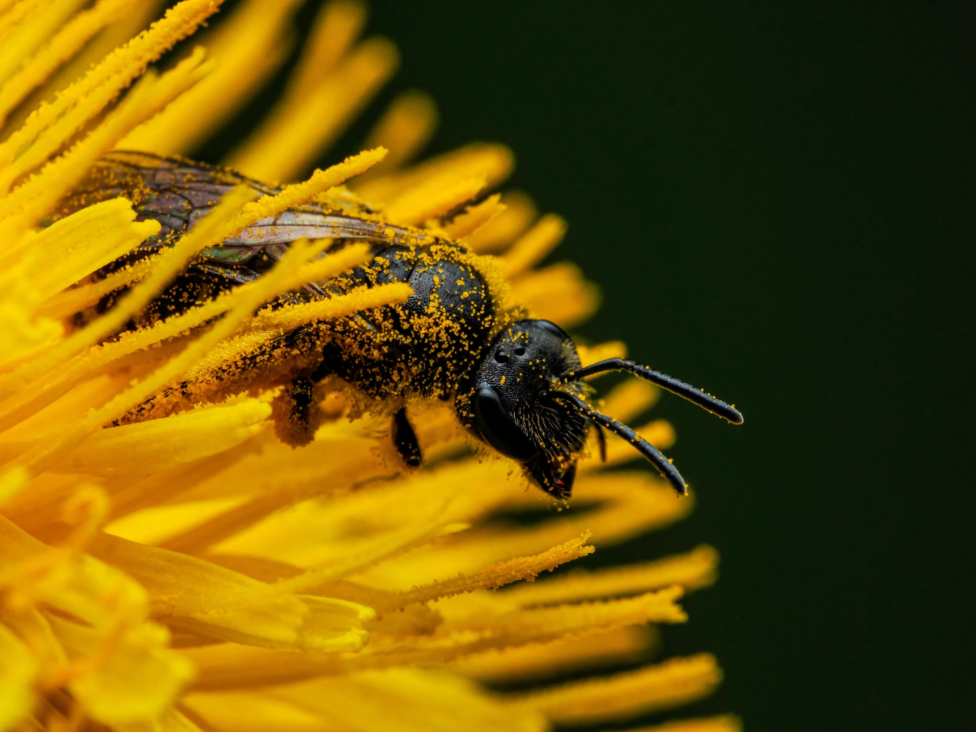A bee covered in pollen