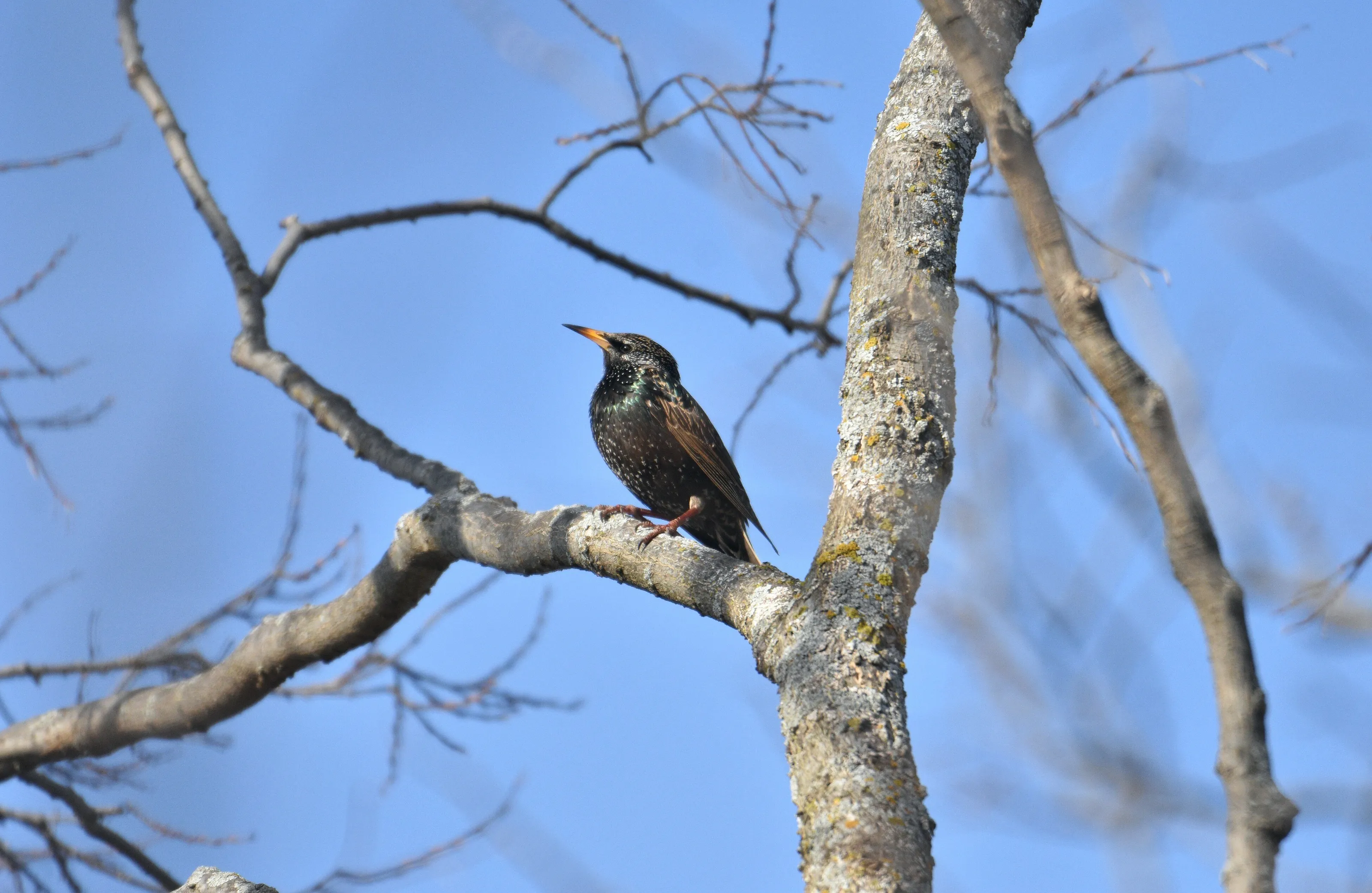 Starlings