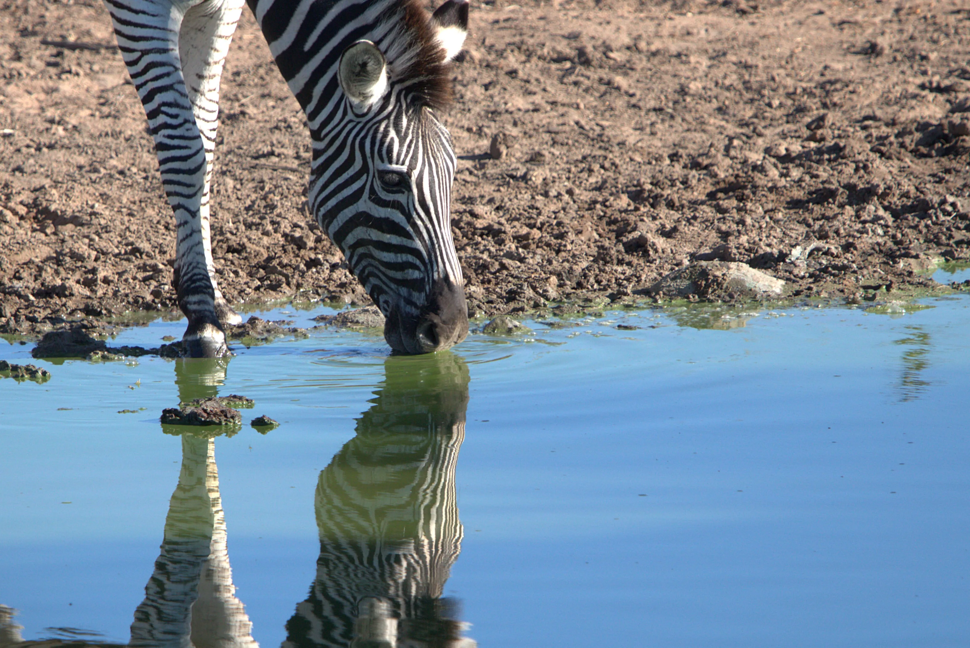 Striped Reflection