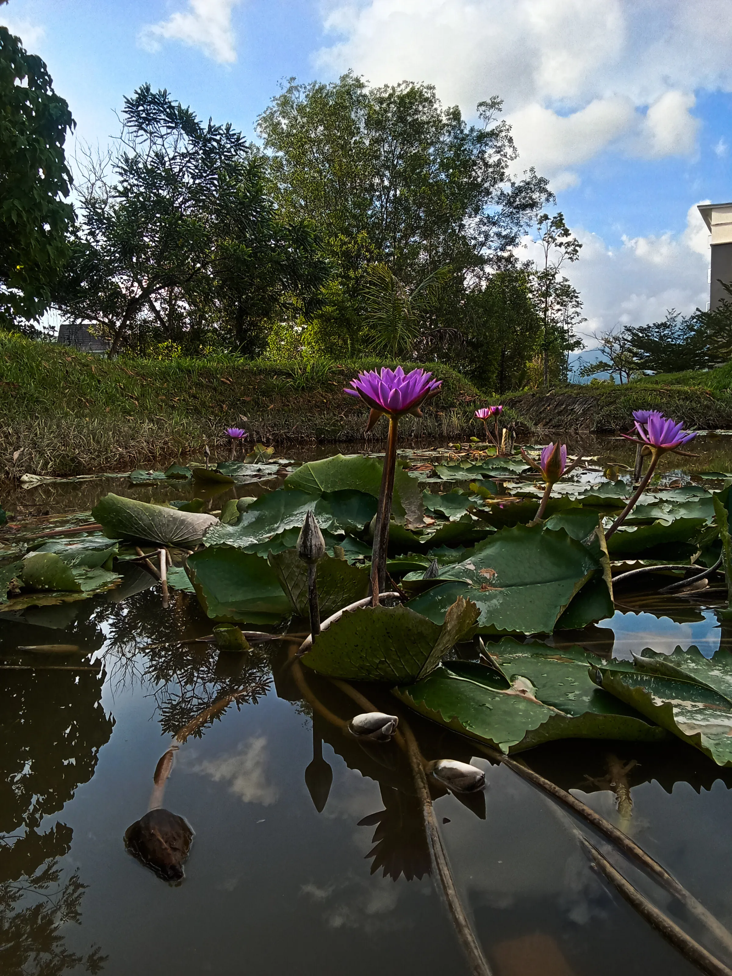 Water Lily & Loneliness