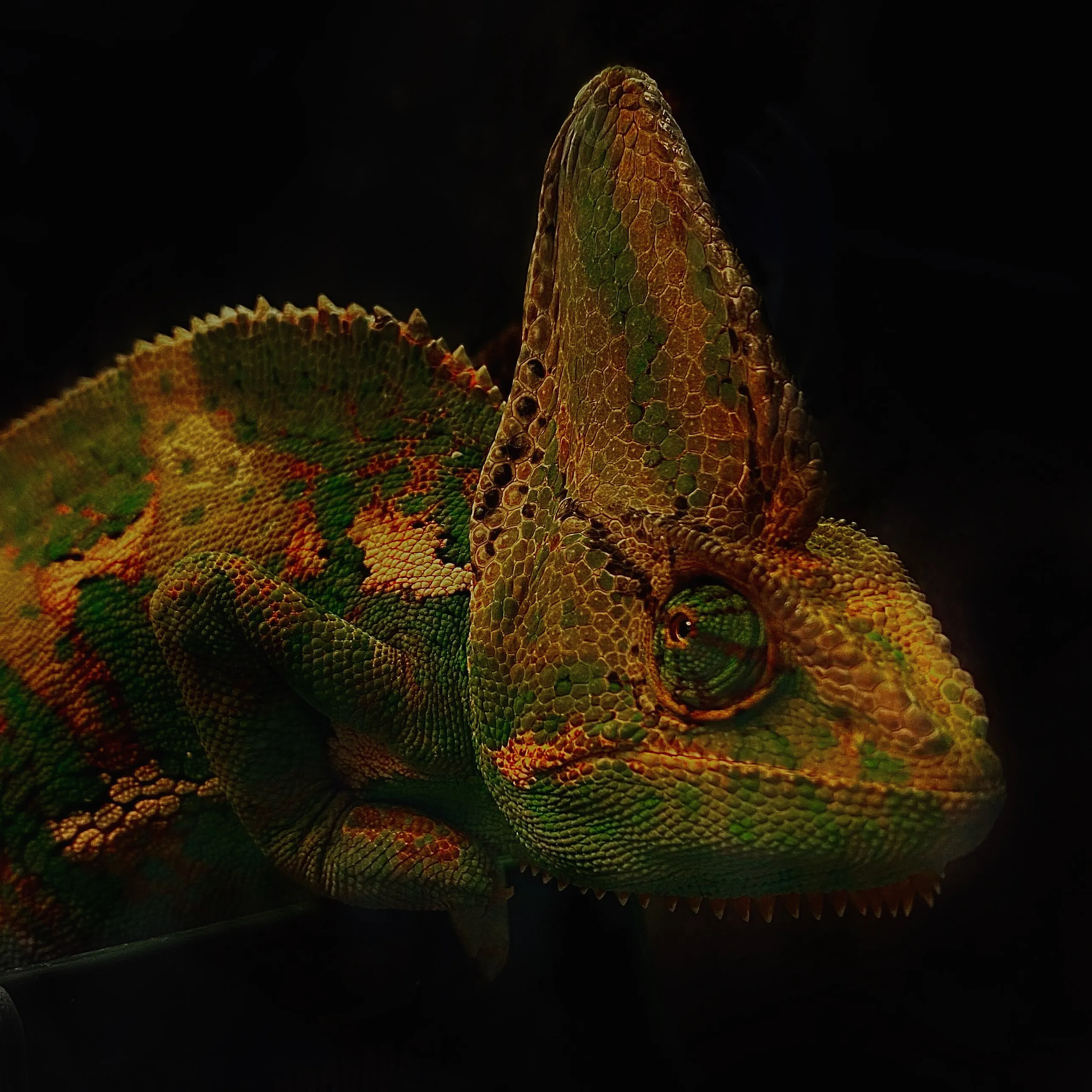 orange veiled chameleon
