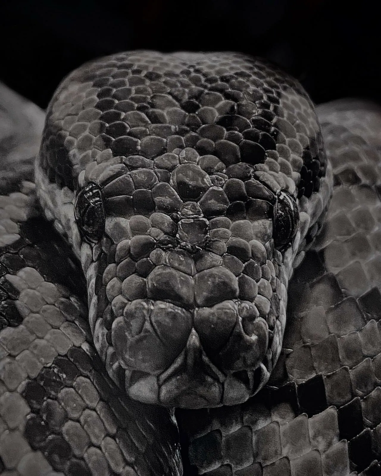 Ball python snake head