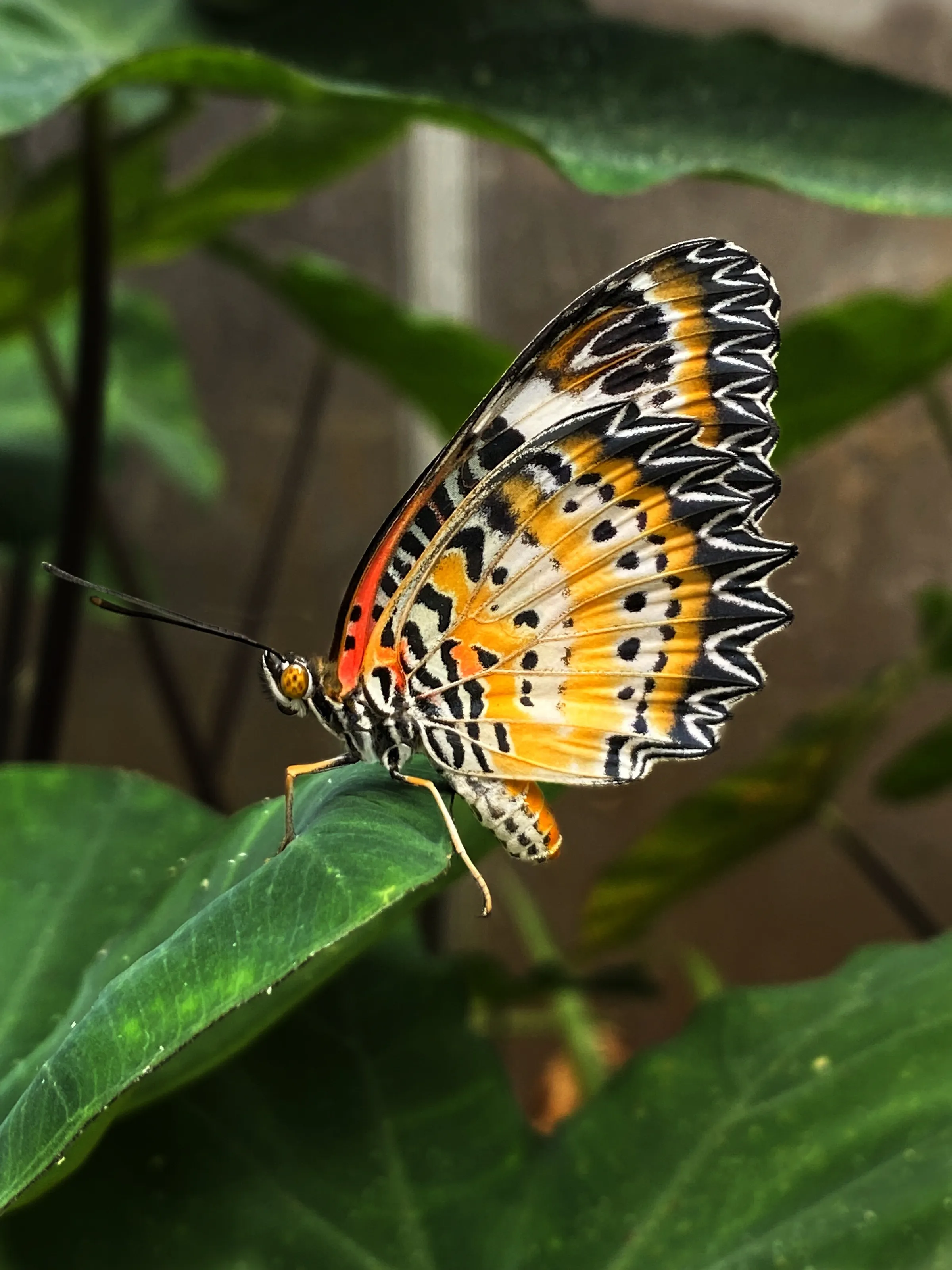 butterfly