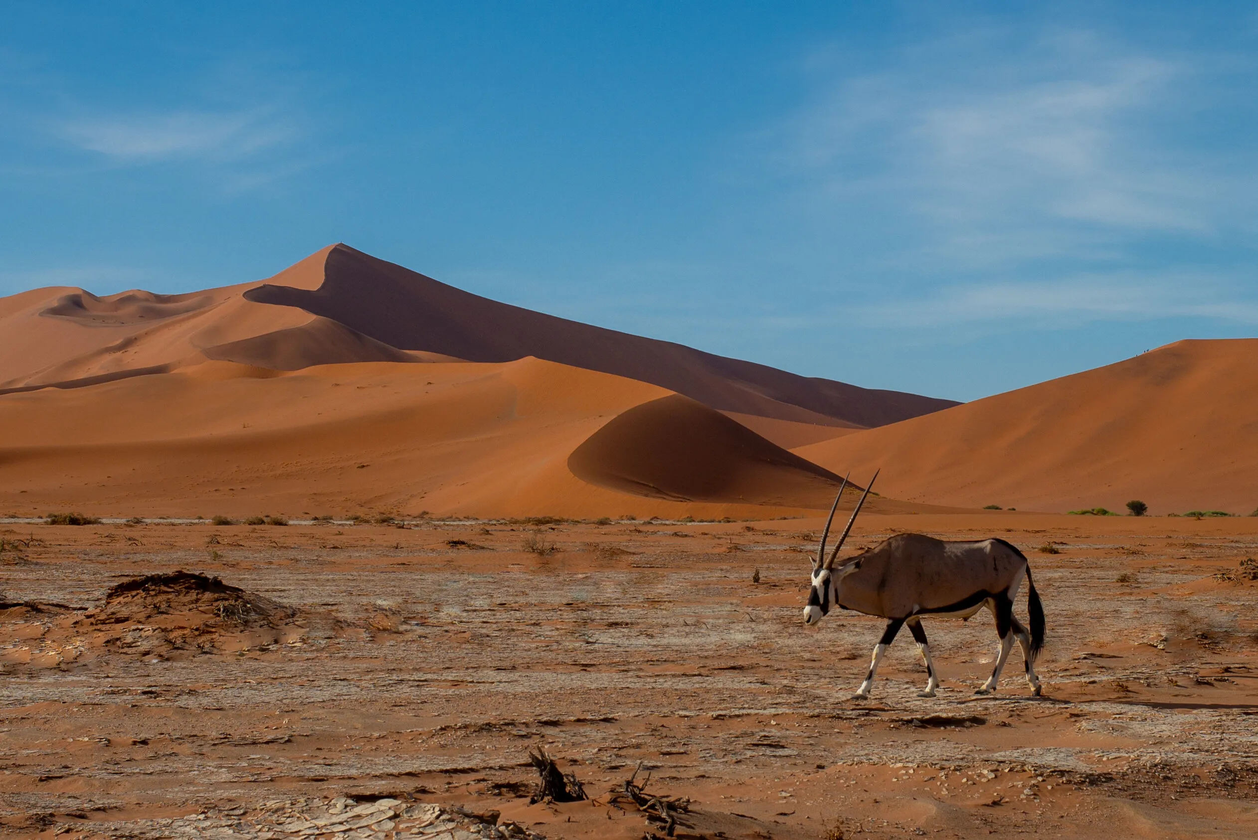 The Desert