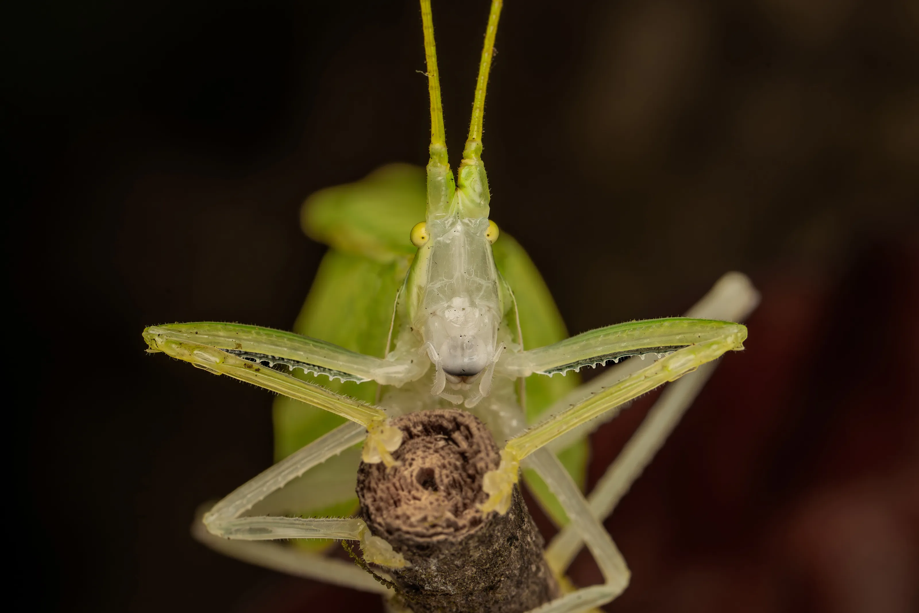 Onomarchus uninotatus.