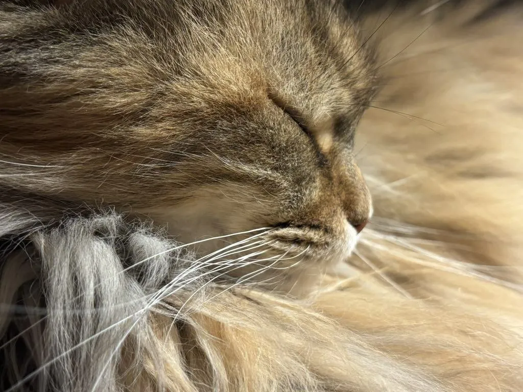 Fur