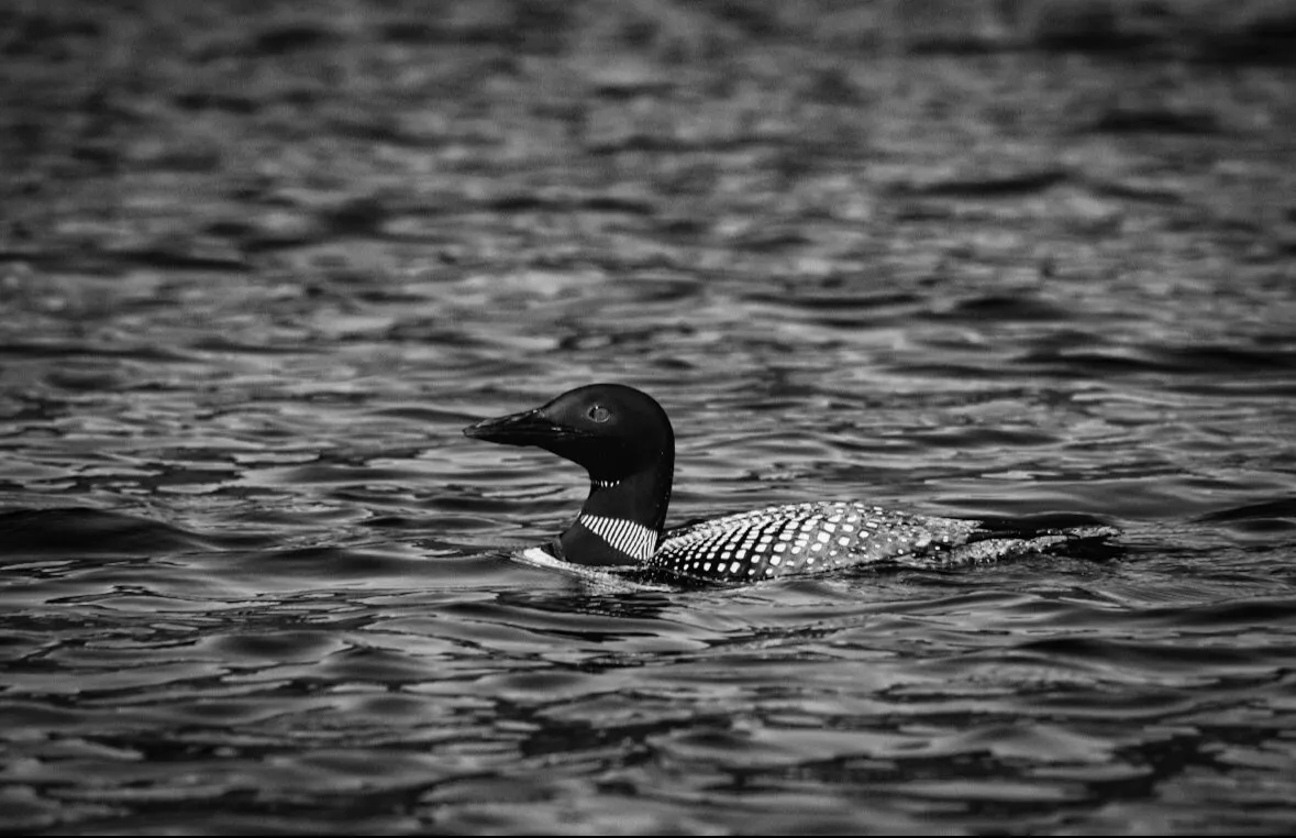 Loon on Thirteenth