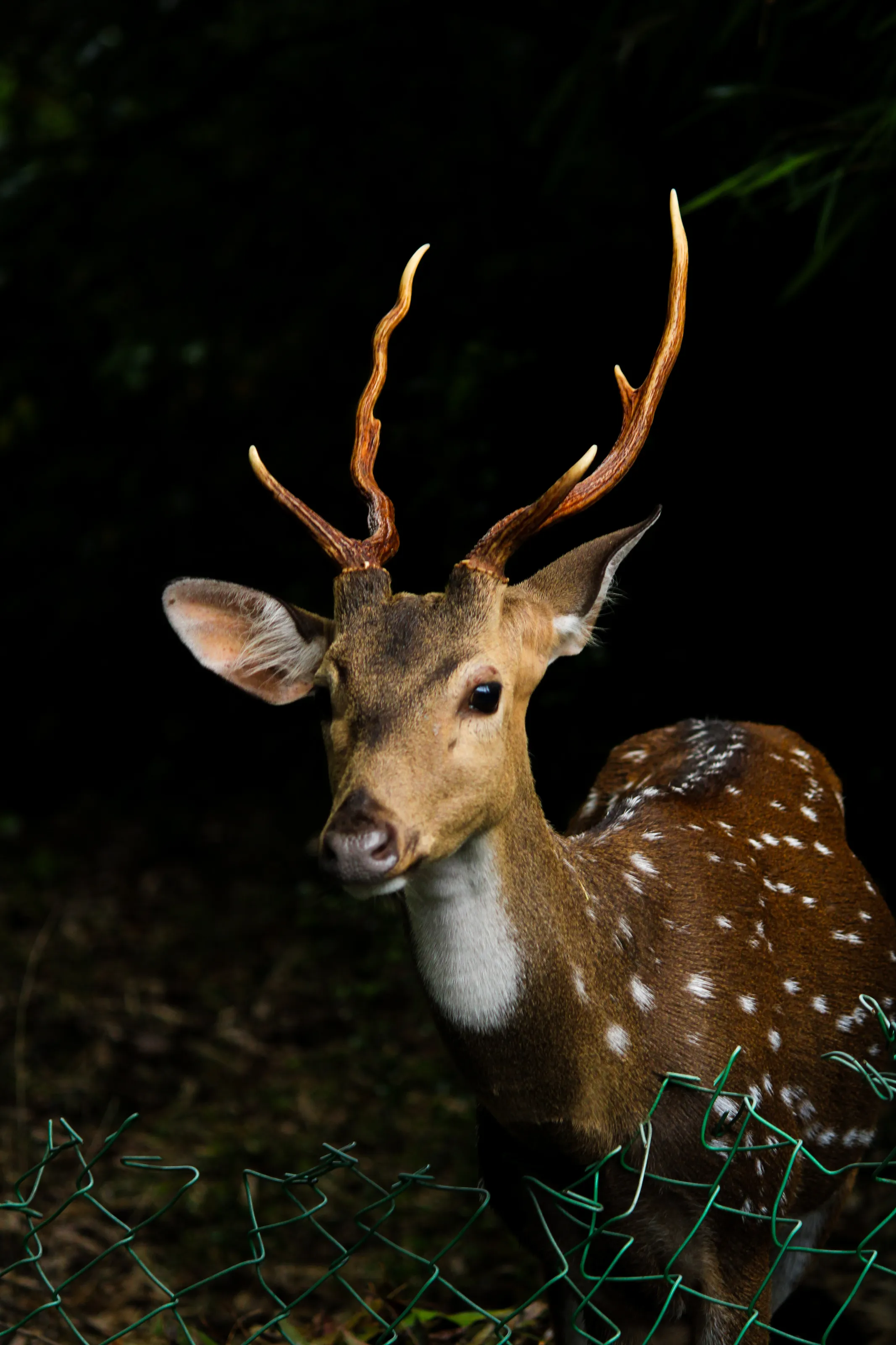 Deer behind the fence