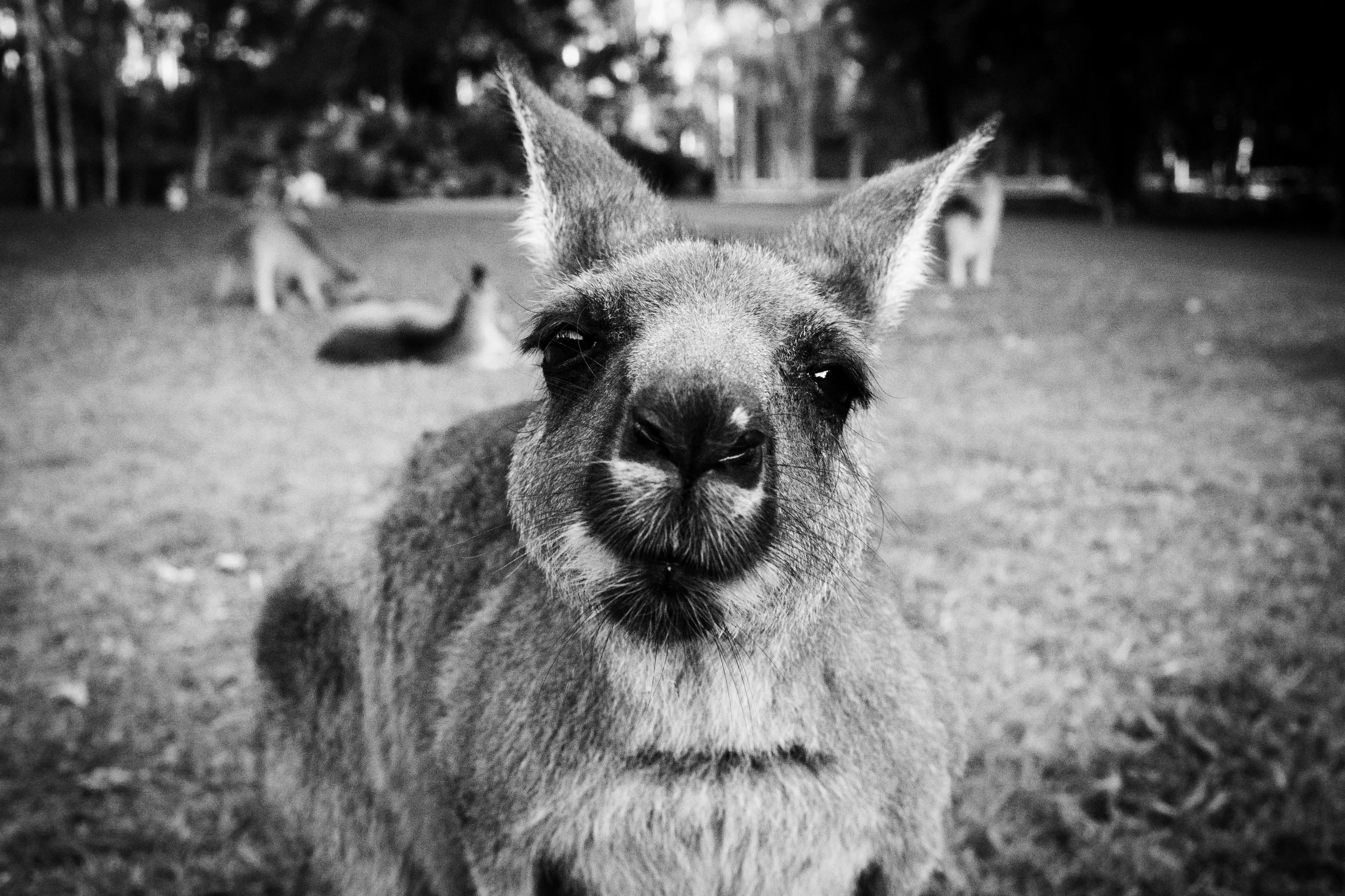 Inquisitive Kangaroo
