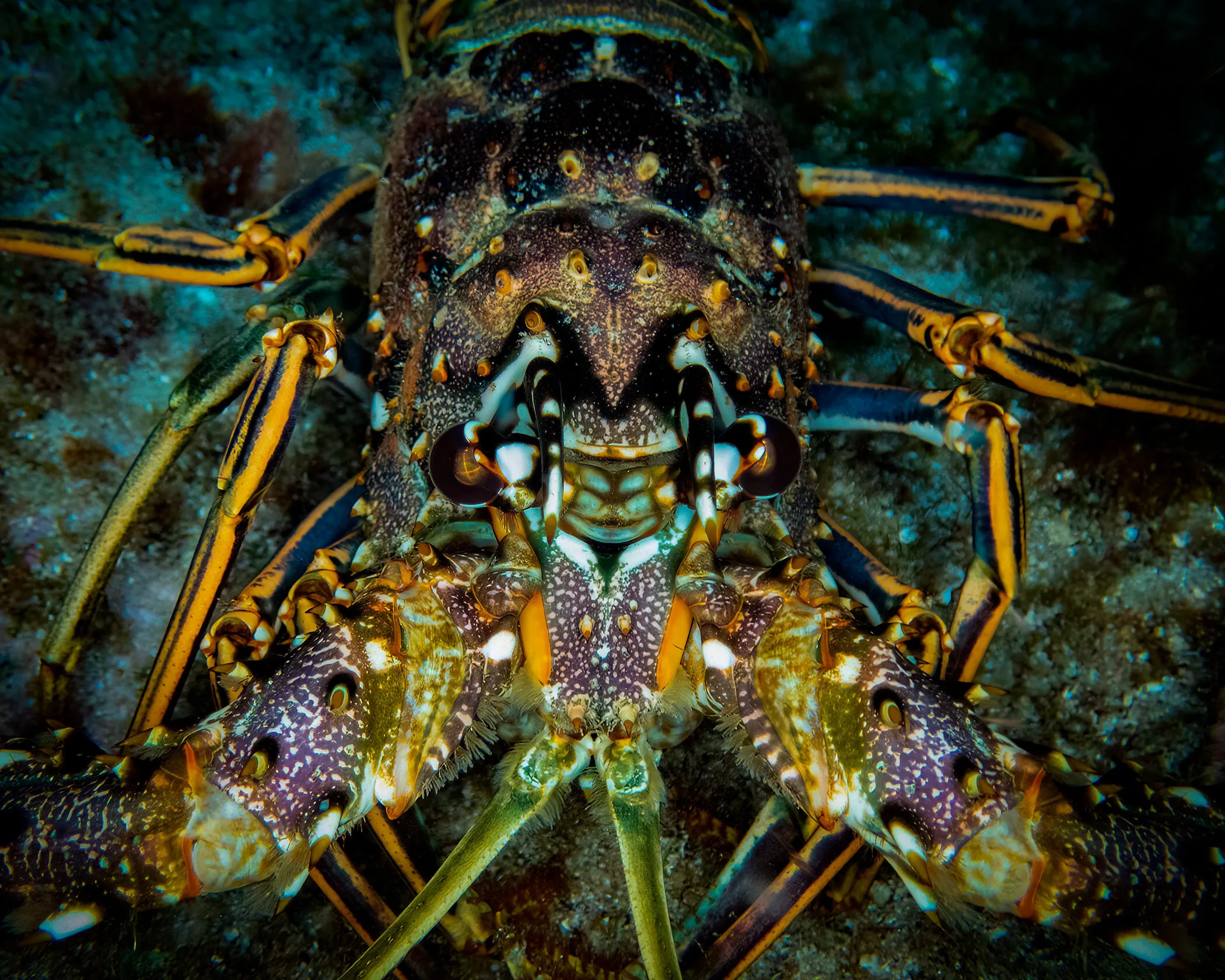 Lobster