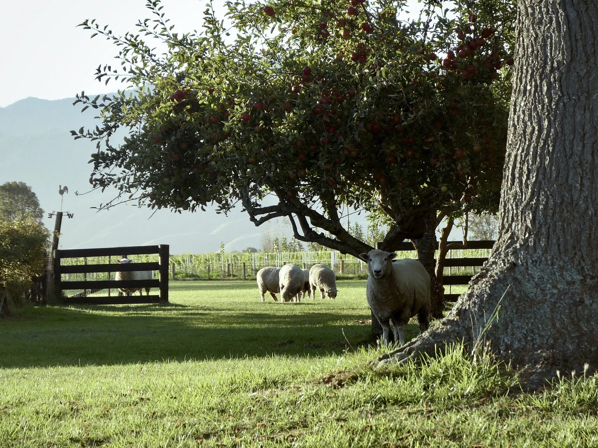 NZ Sheep