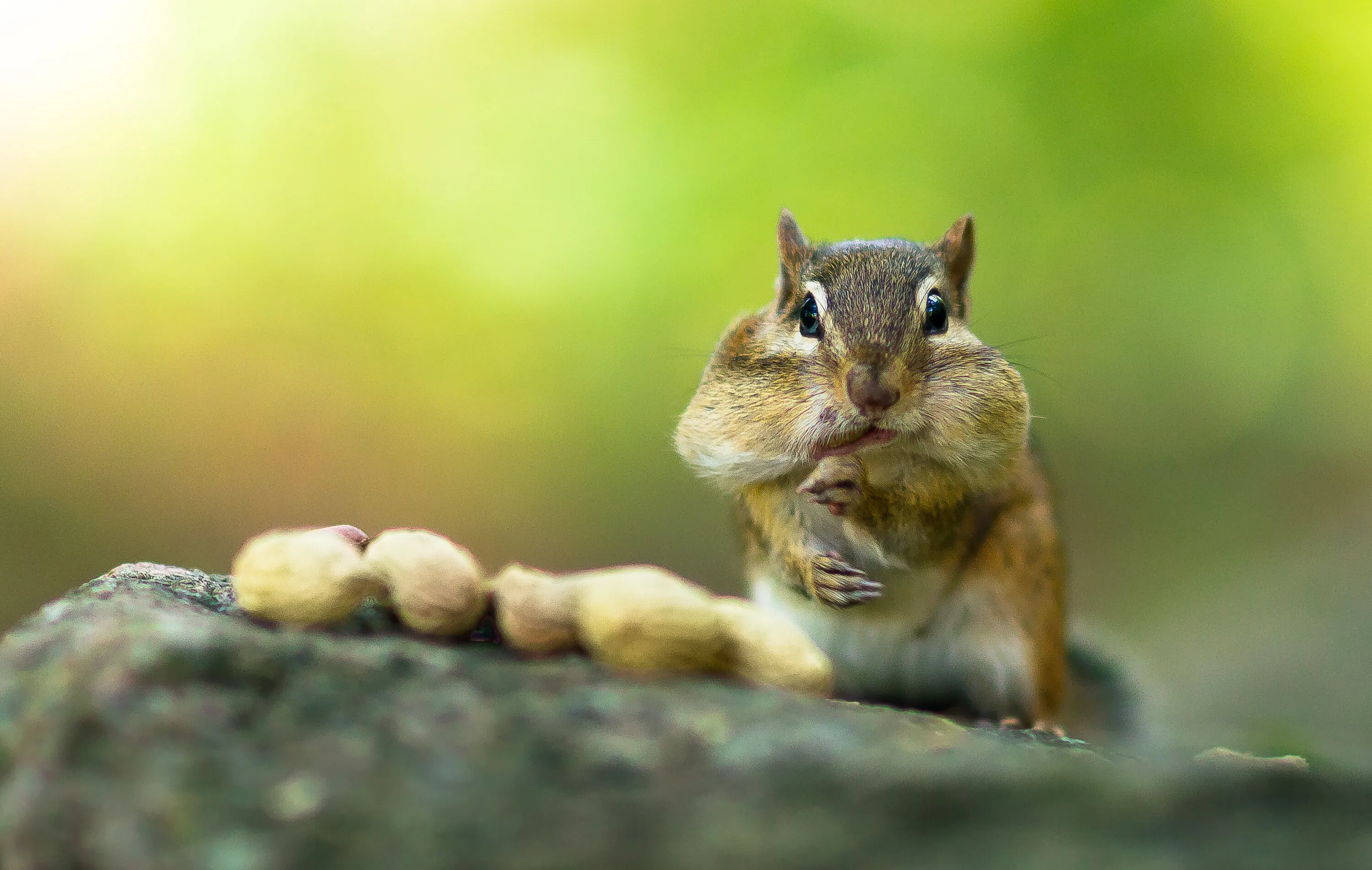 Stuffed Cheeks!