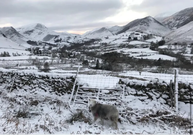 Herdwick Sheep in Lake District