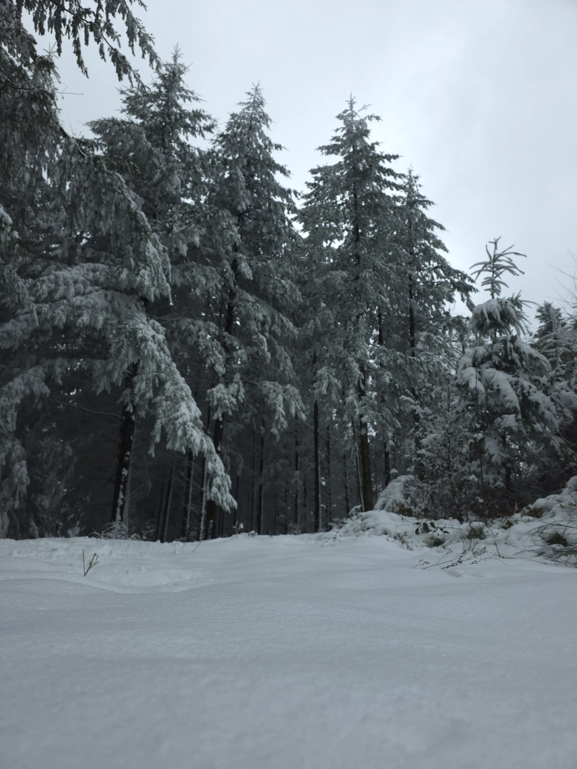 Fir trees blanketed in snow