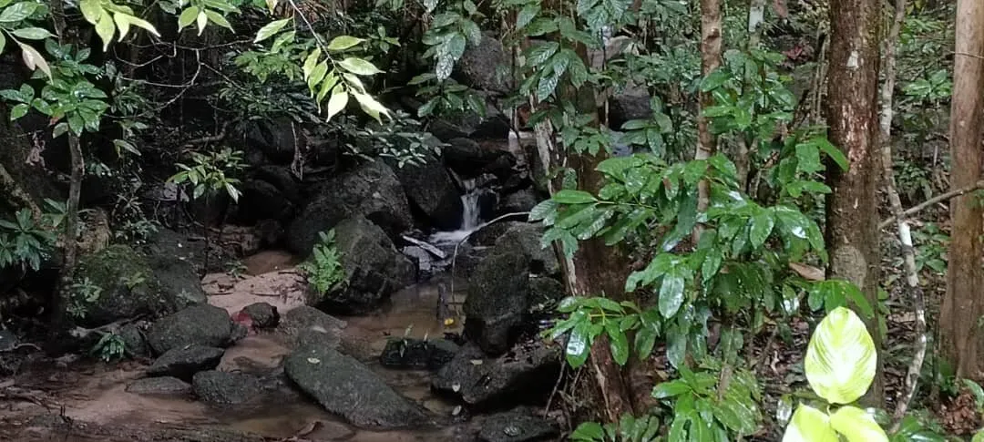 "Sunyi Hutan, Damai Jiwa"