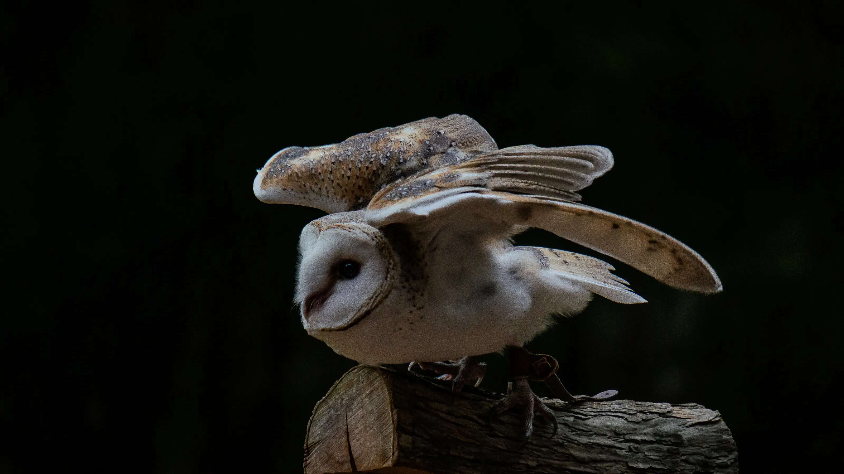 Silent Flight