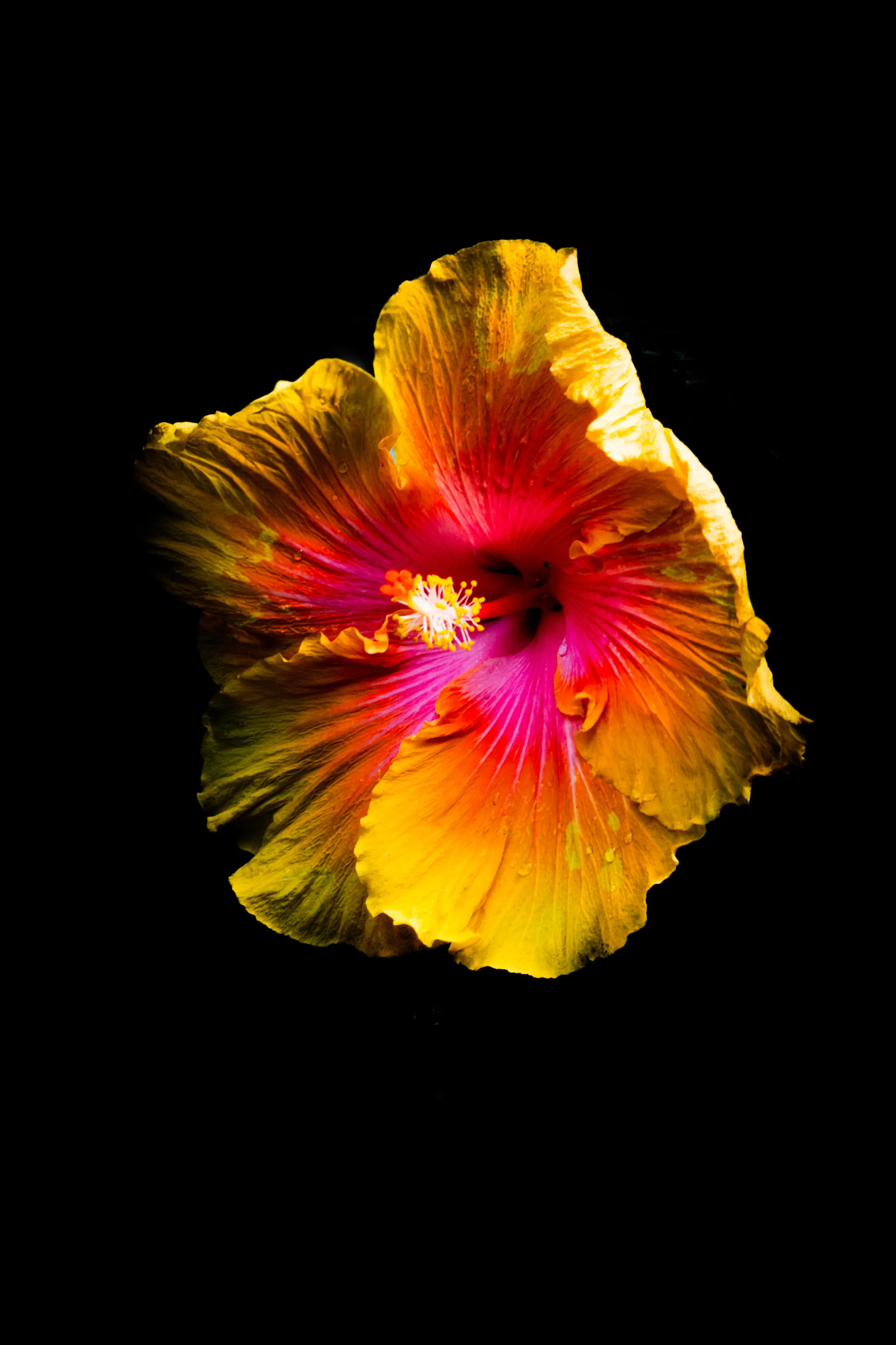 Hibiscus flower