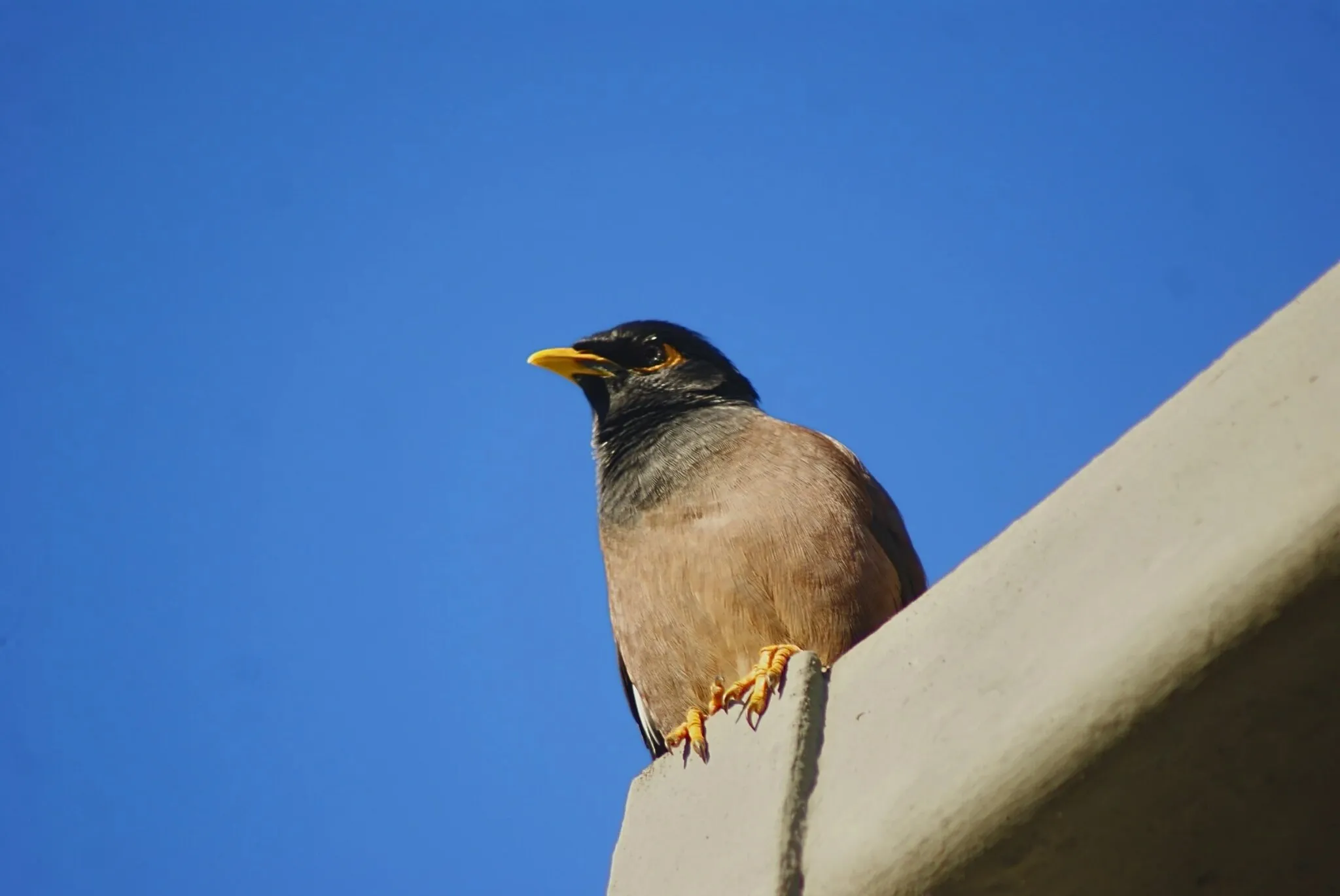 Minor Bird