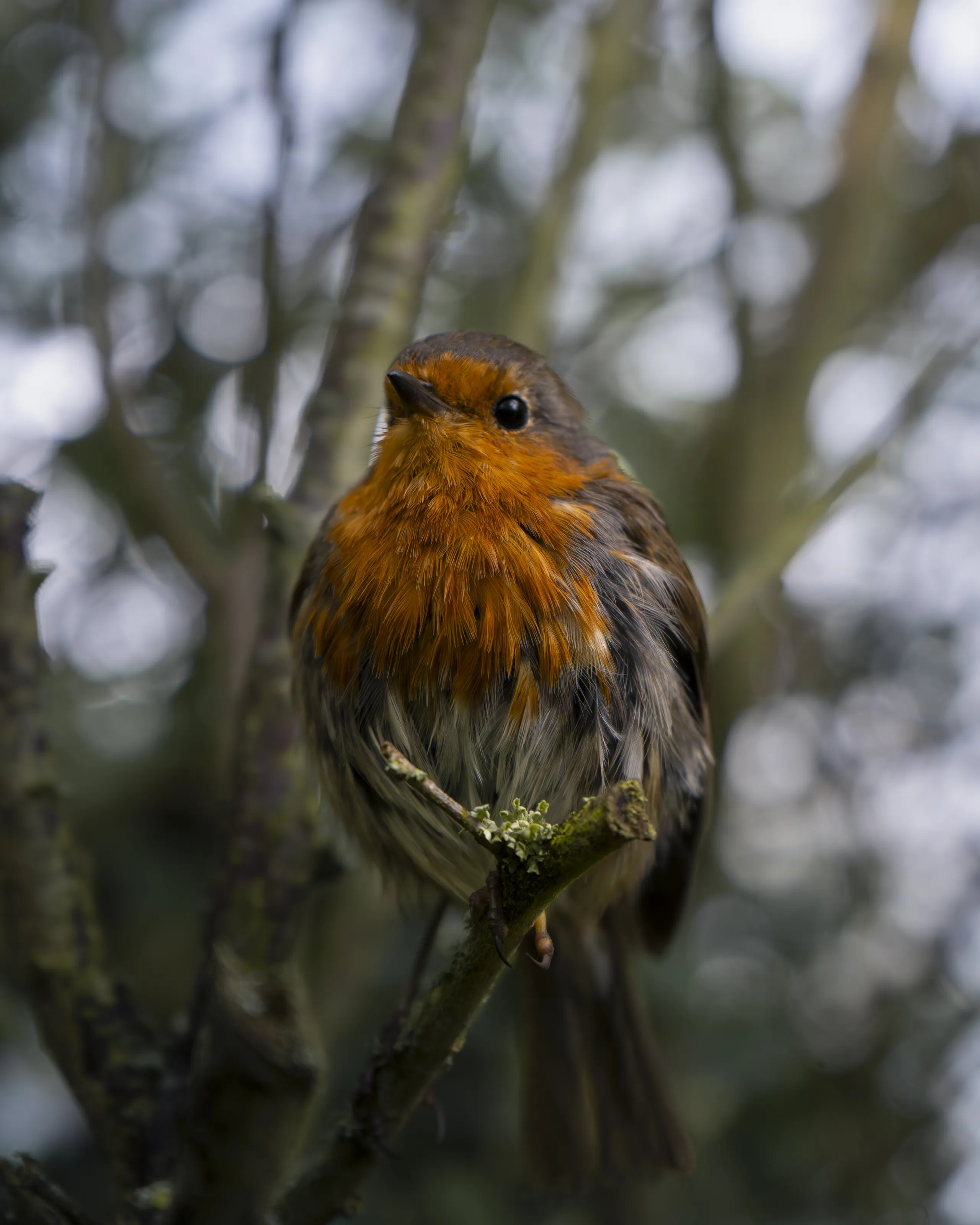 Robin among the branches
