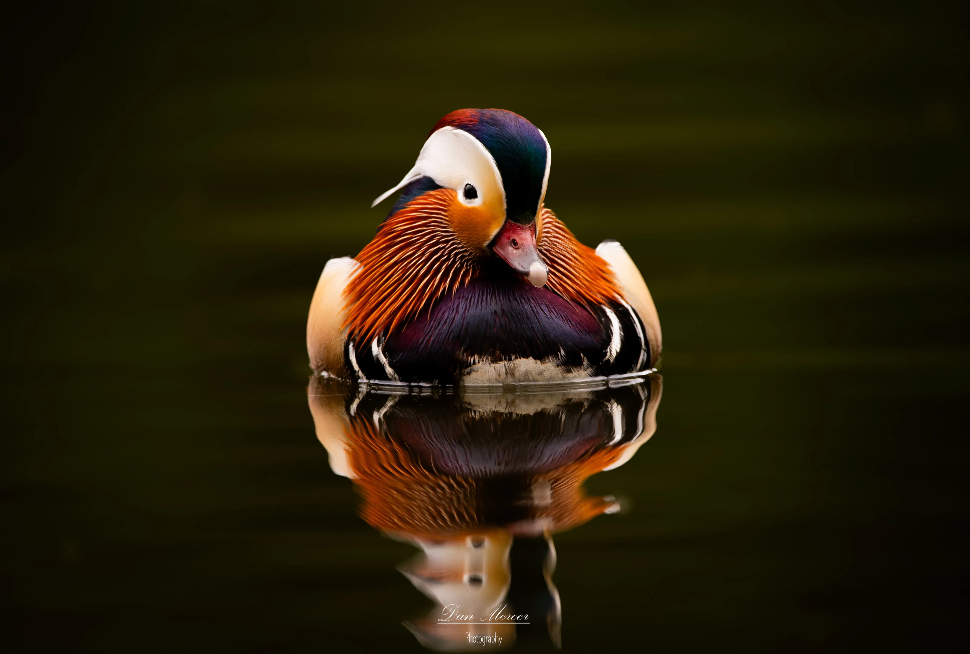 Mandarin duck