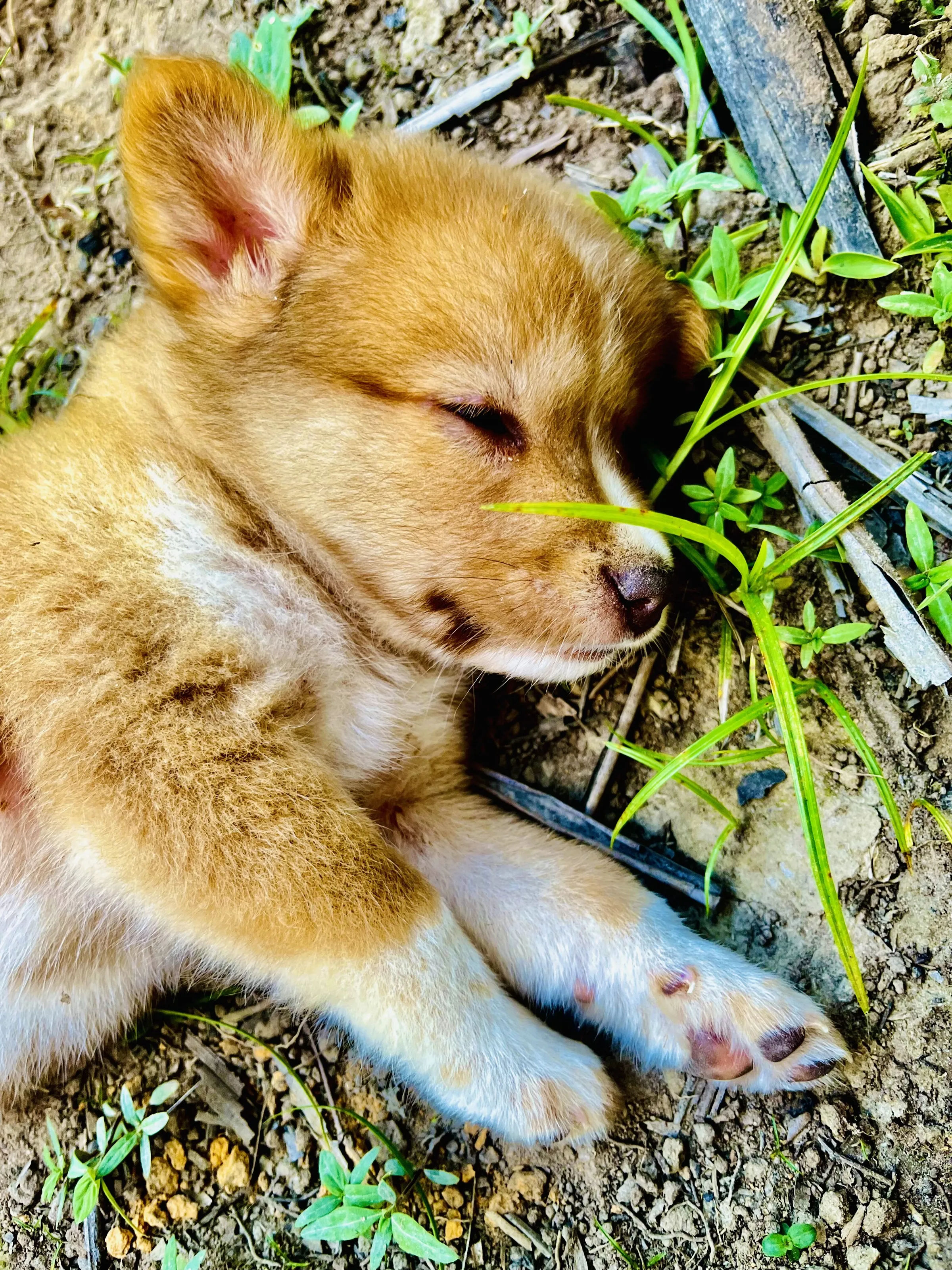 Tiny Paws, Big Dreams