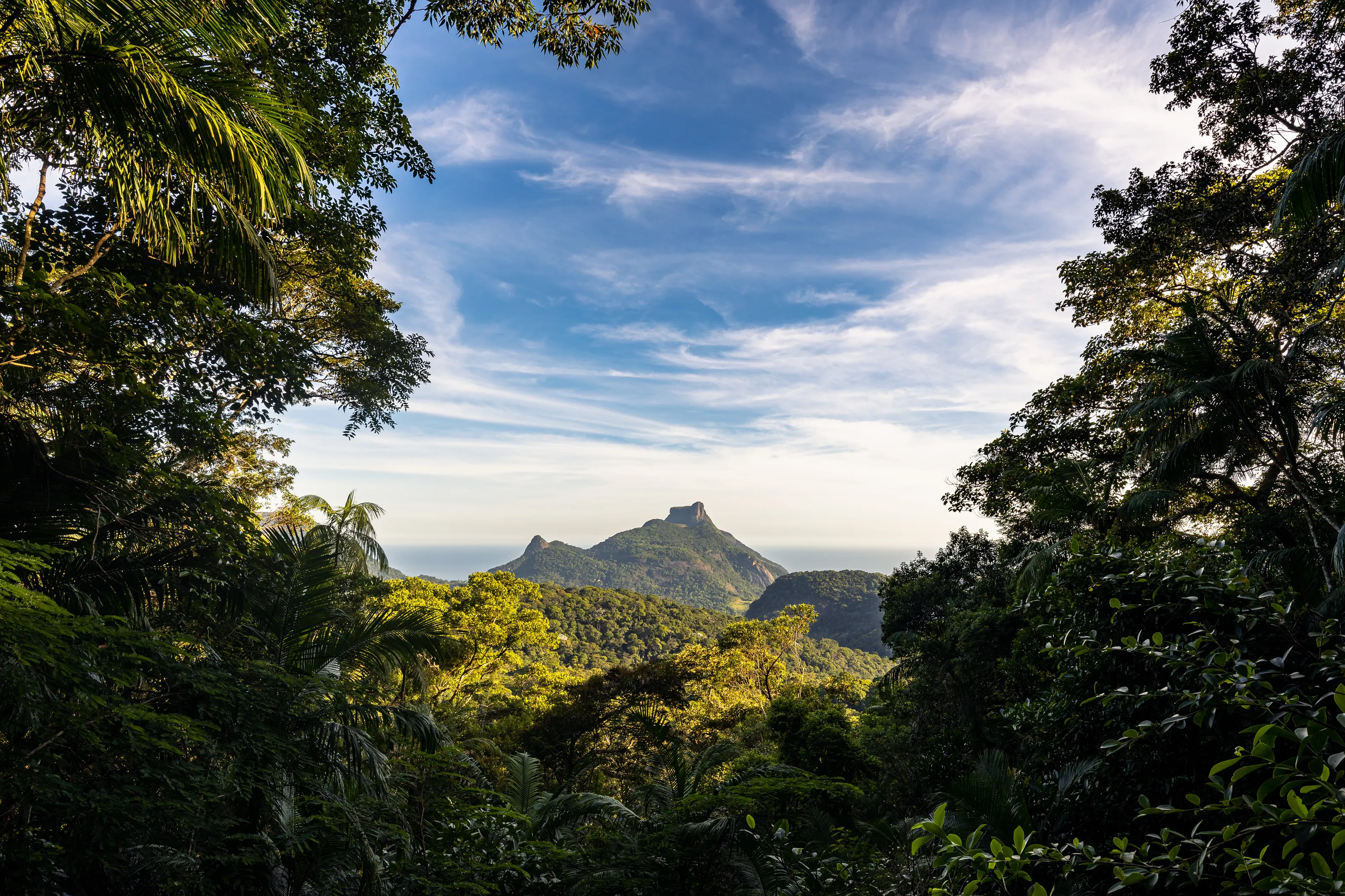 Forest Spot Viewing to Gavea
