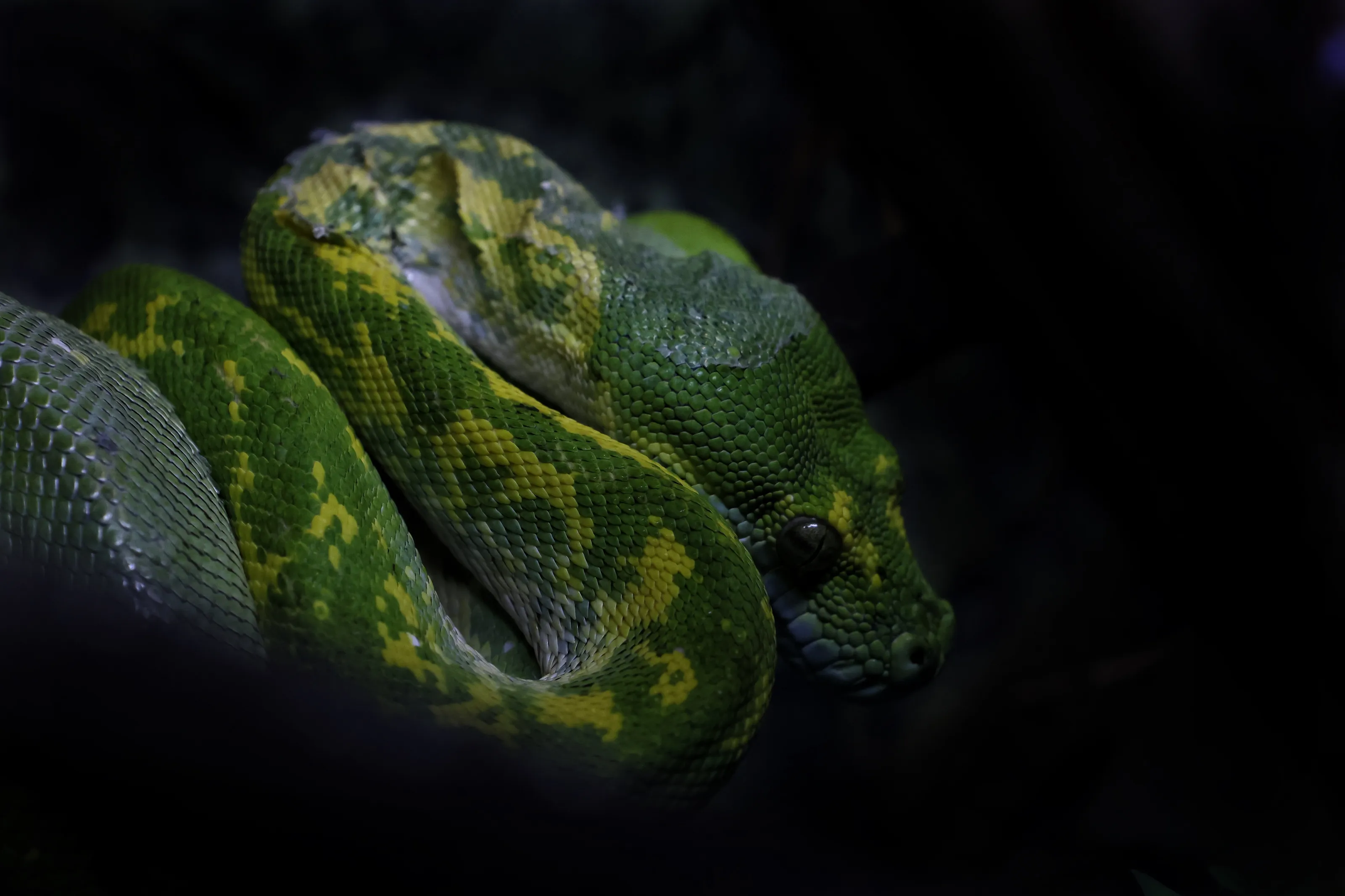 Snake