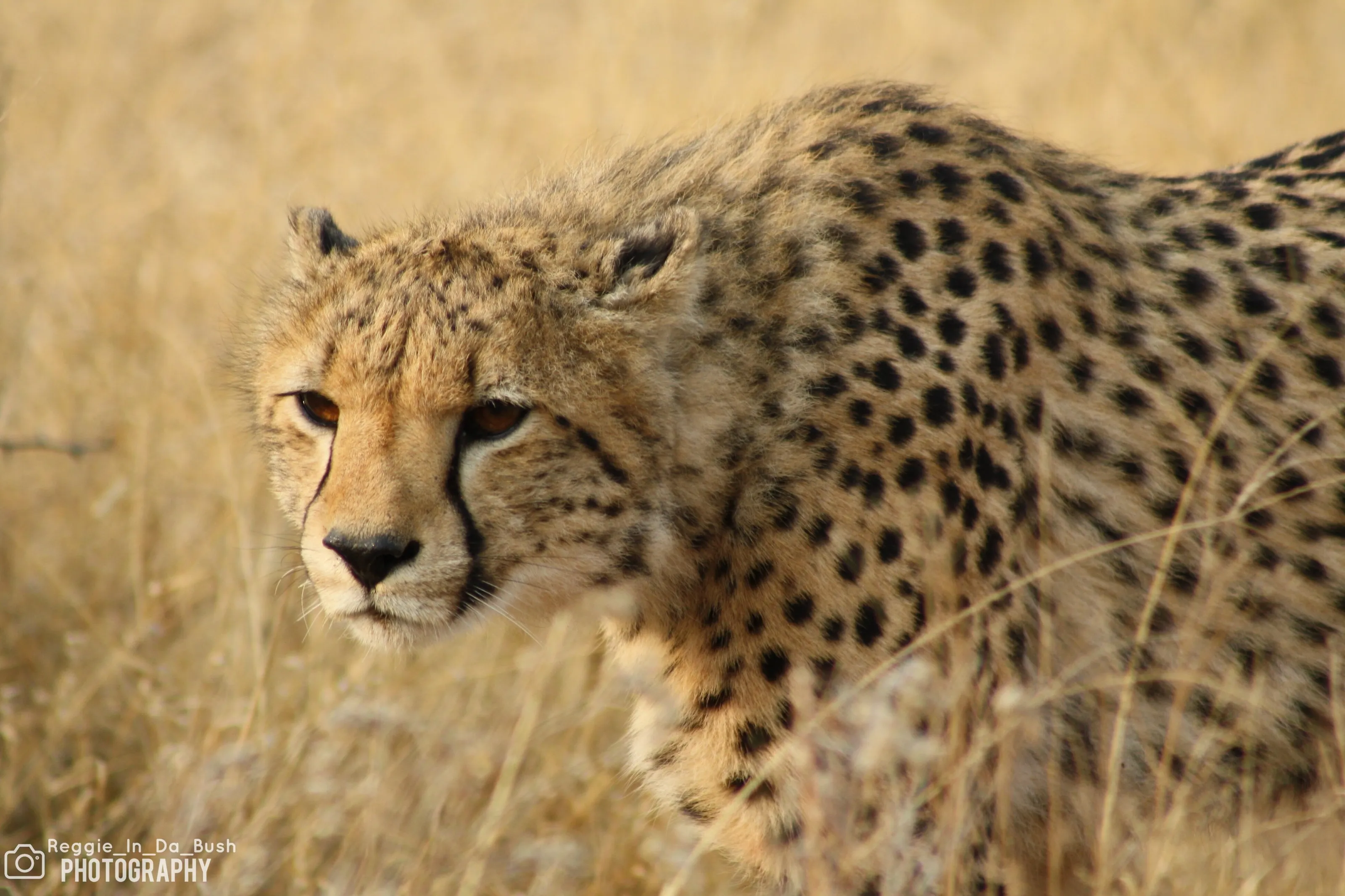 Female Cheetah