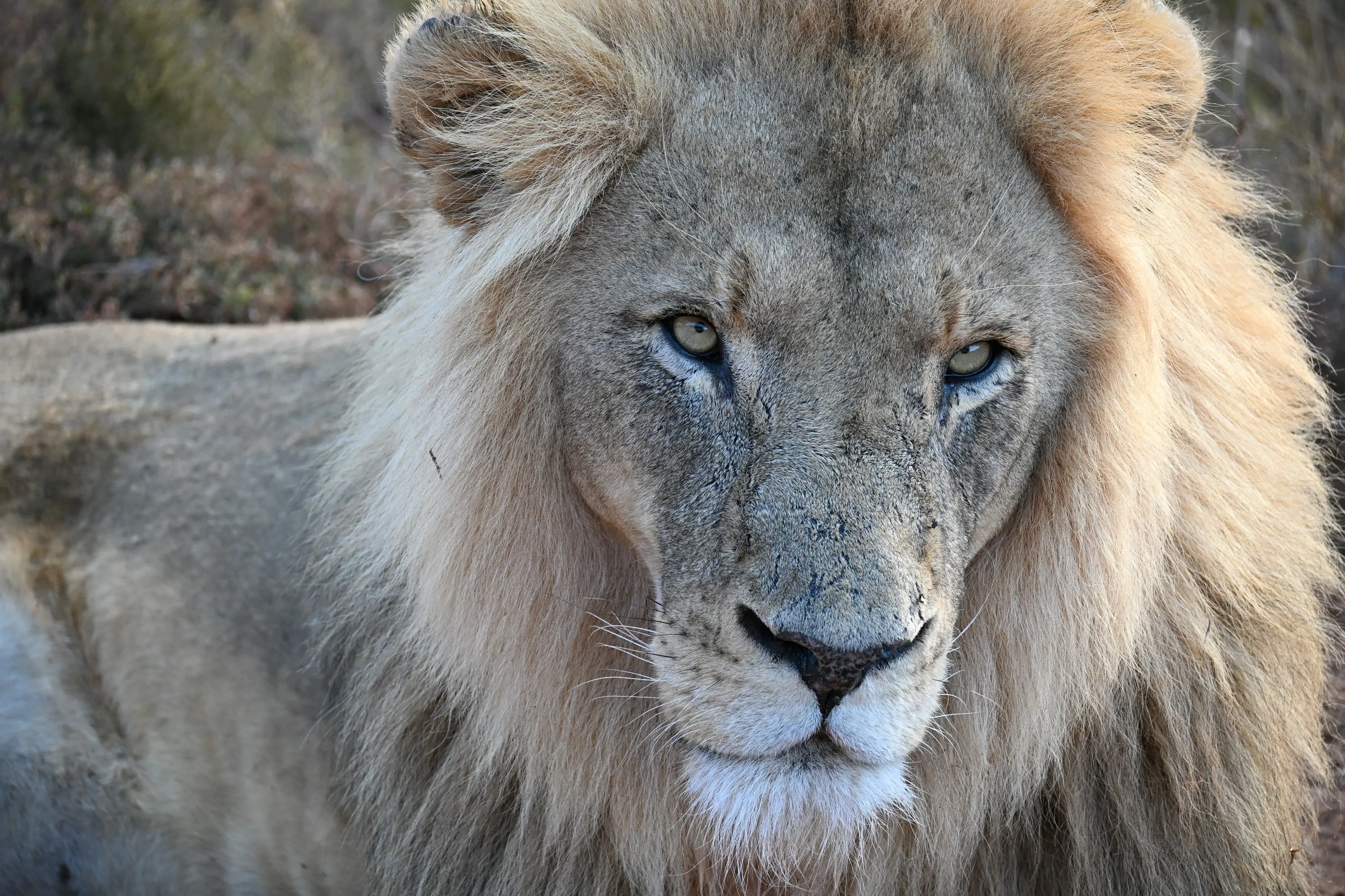 Majestic Lion in Wild South Africa