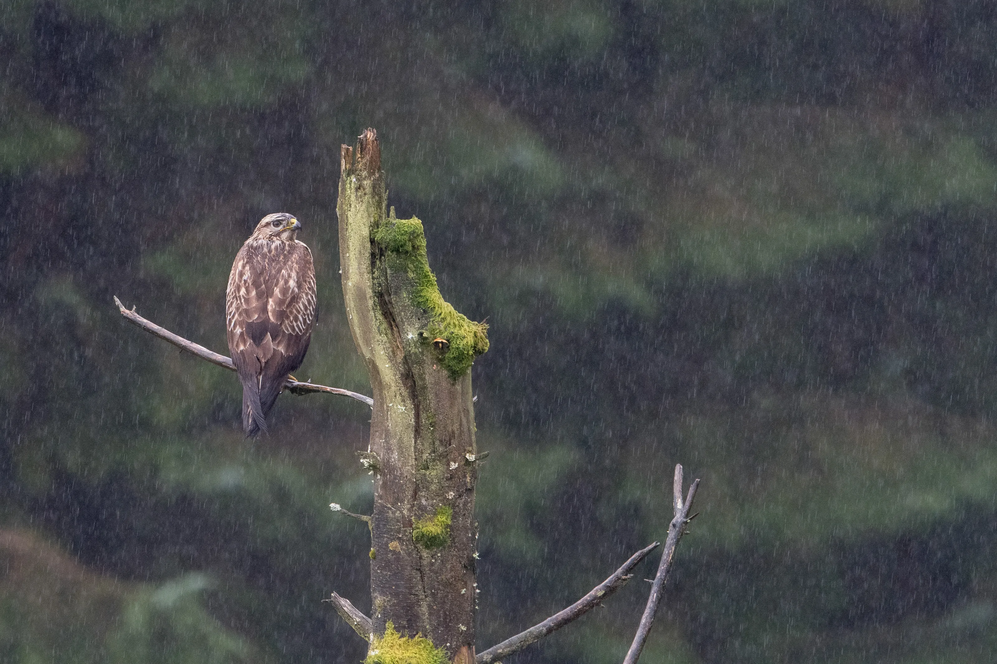 Buzzard braves the wind and rain on Arran