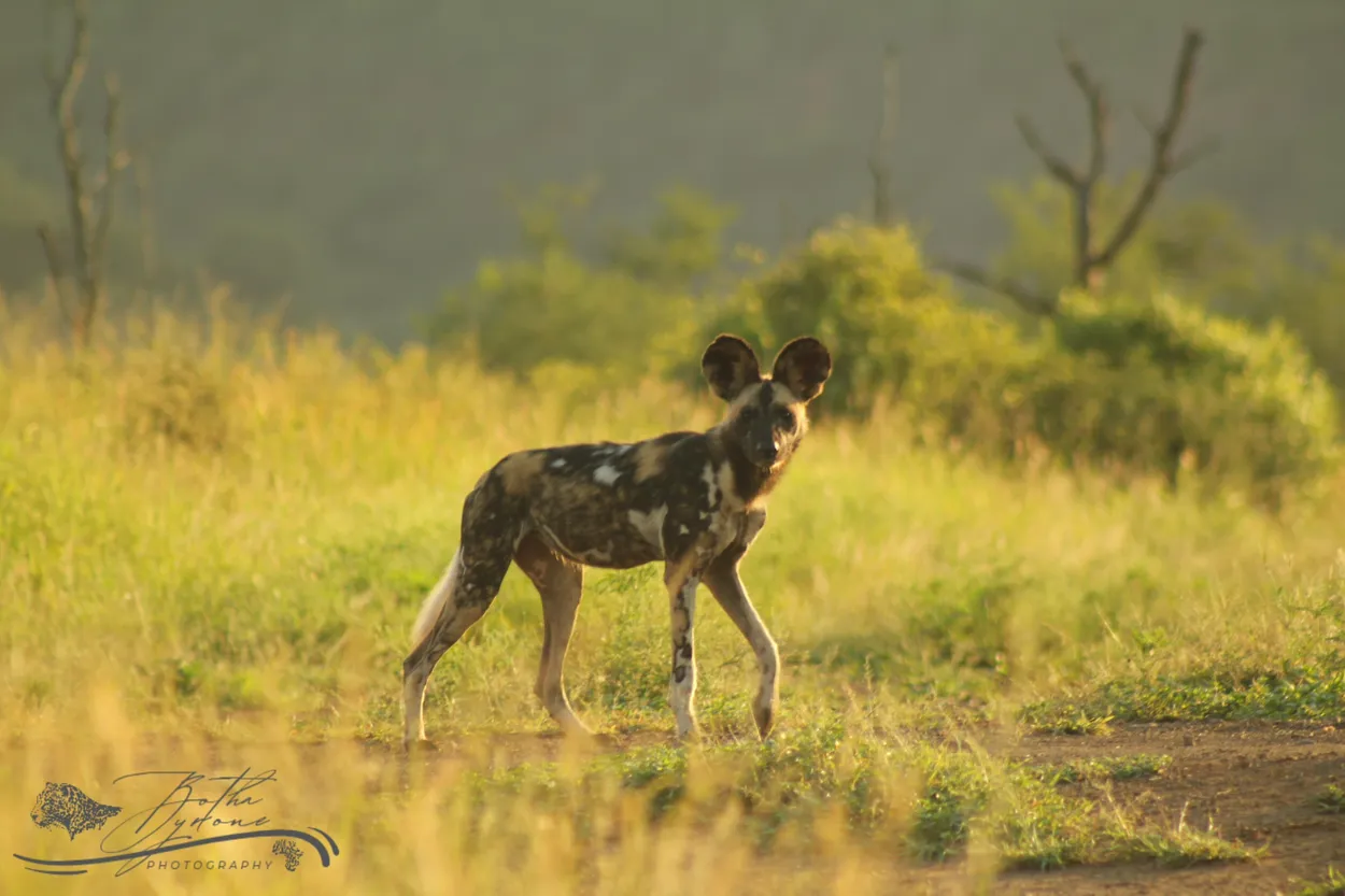Entry 24060239