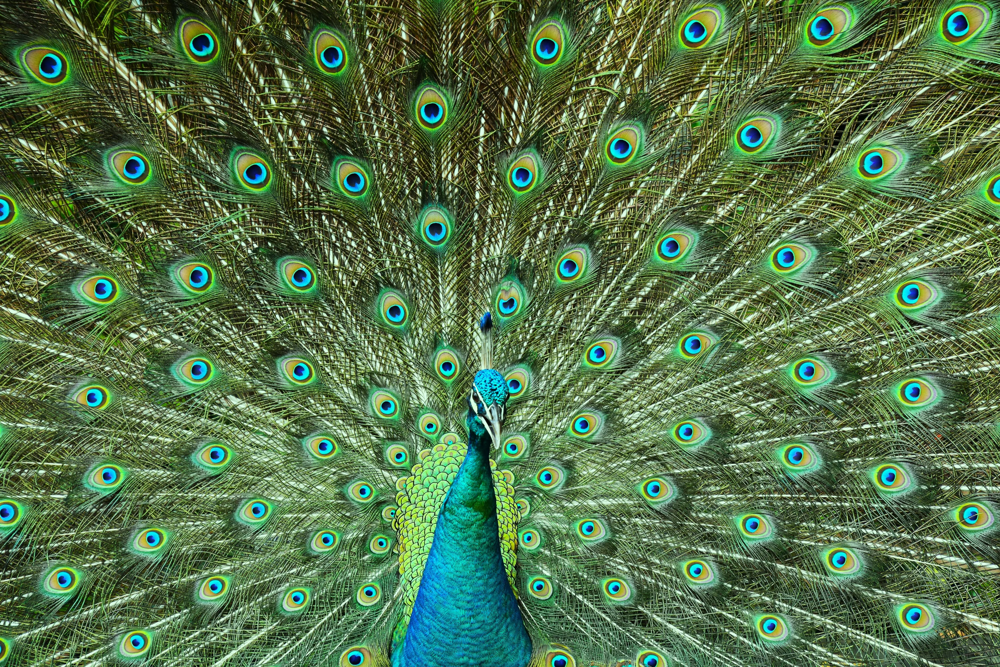 Peacock