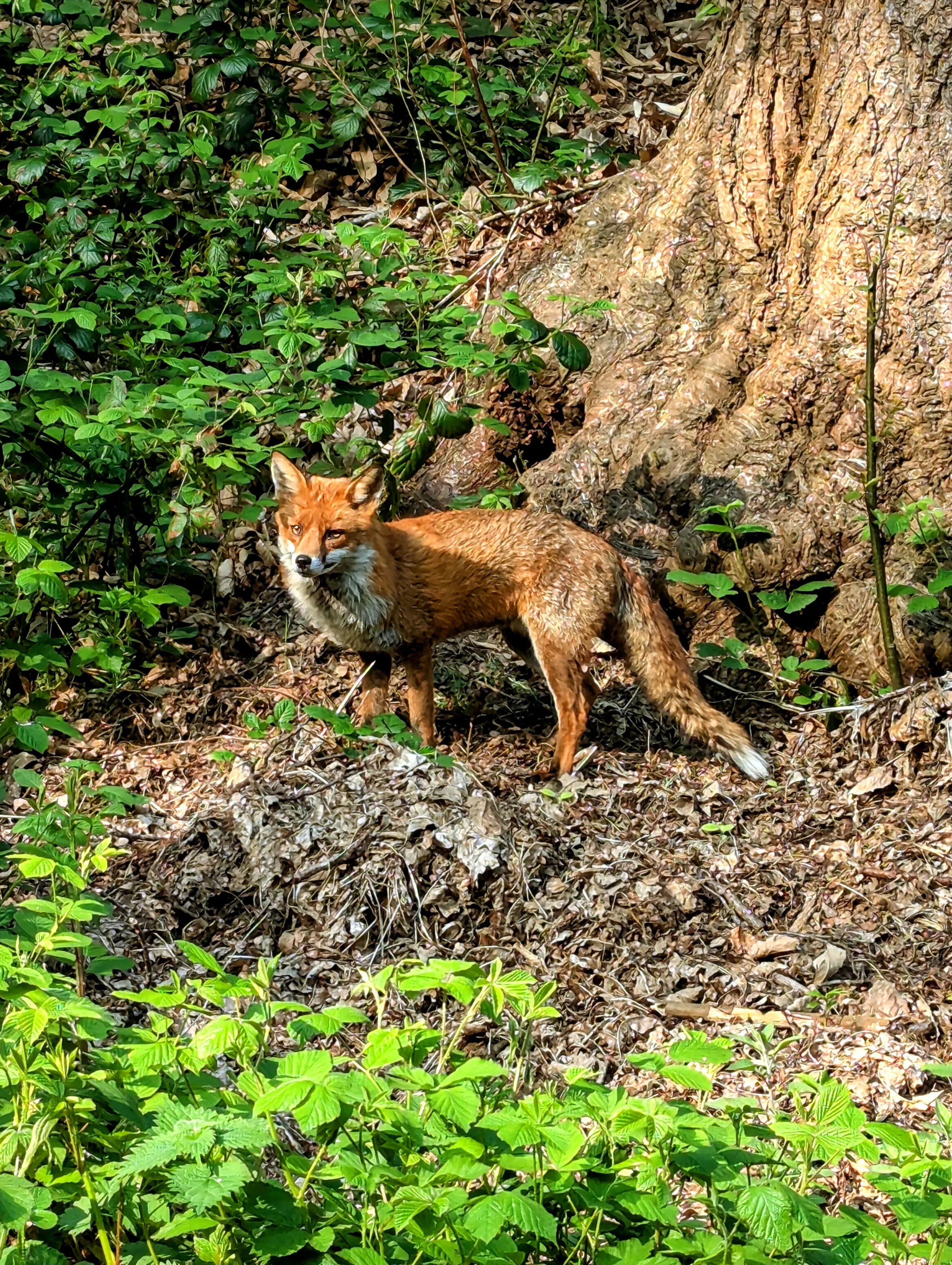 Foxy Love