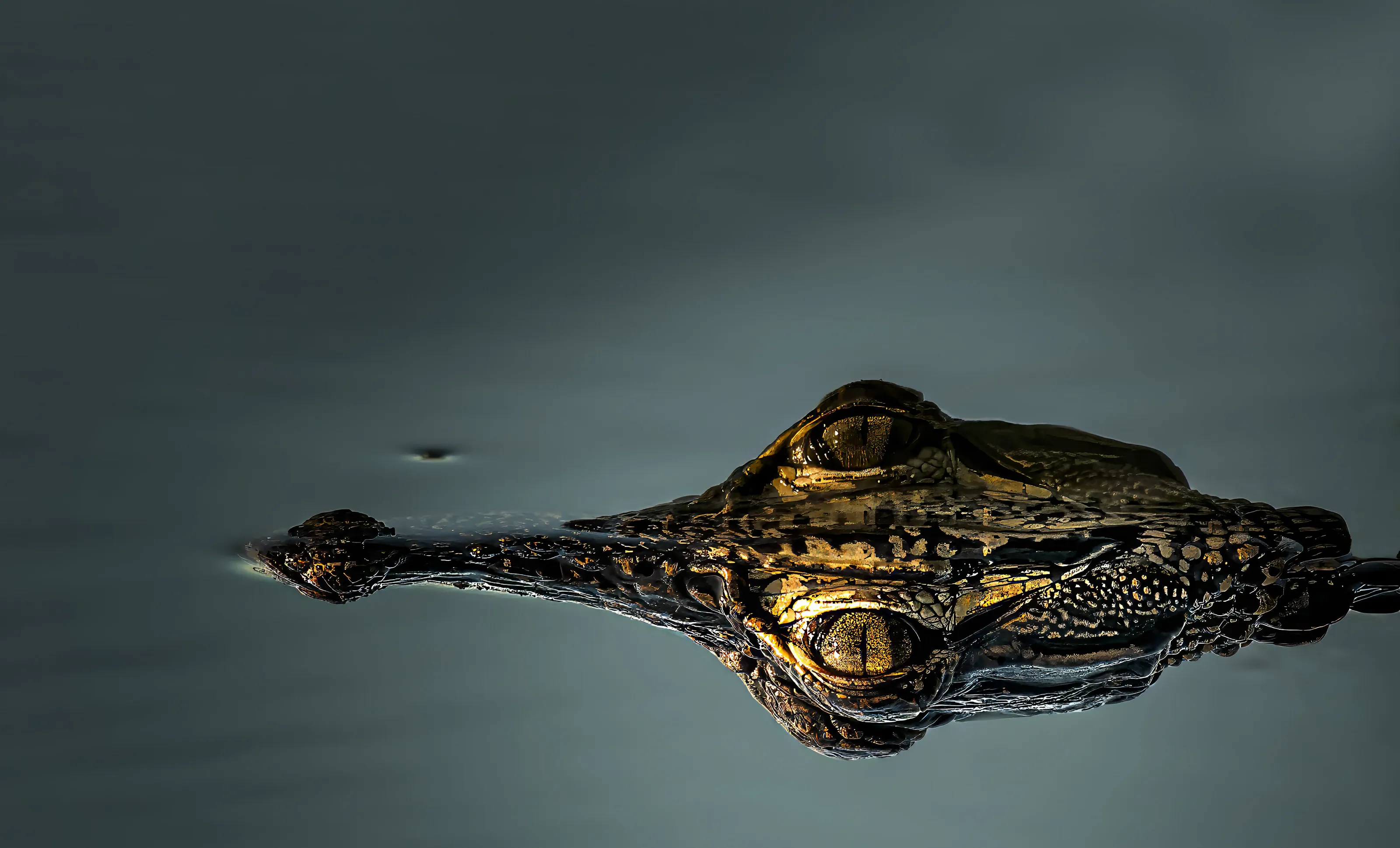 Crocodilians (in colour)