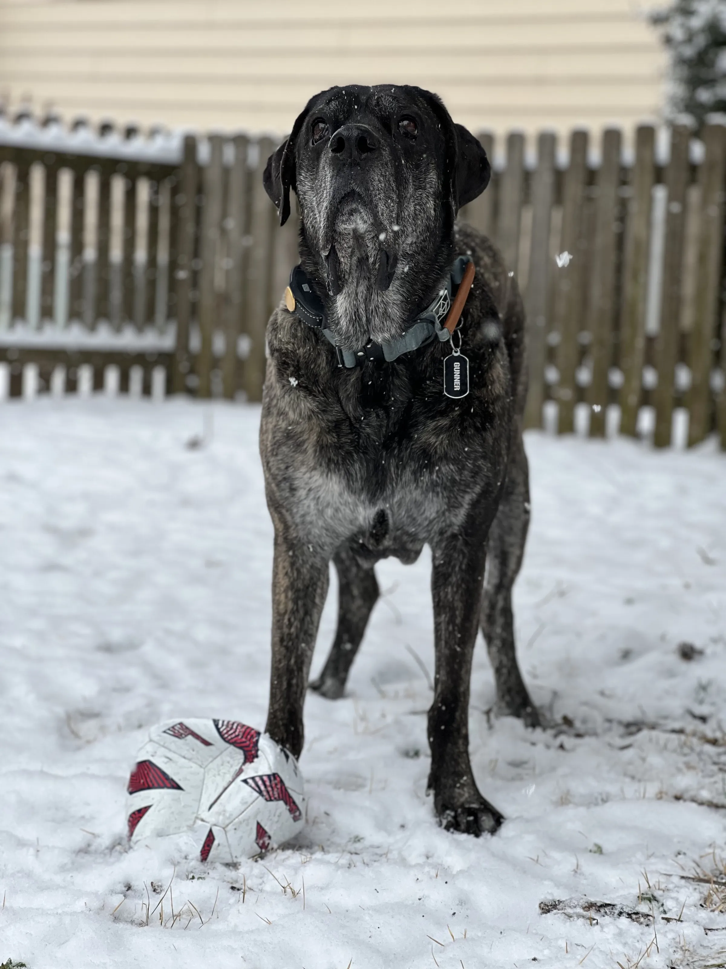 Dog’s Snow Dream