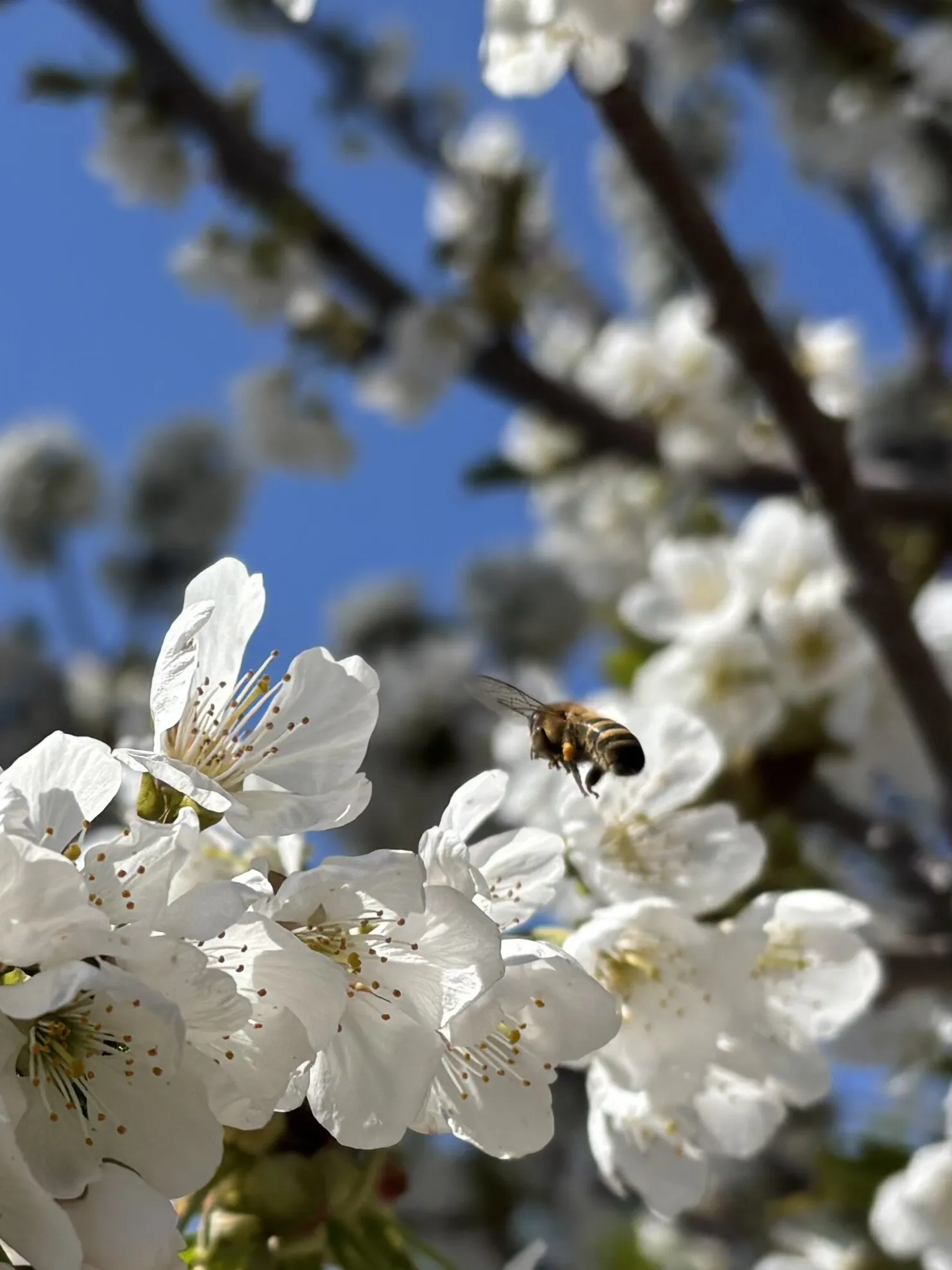 Pollination Action Shot