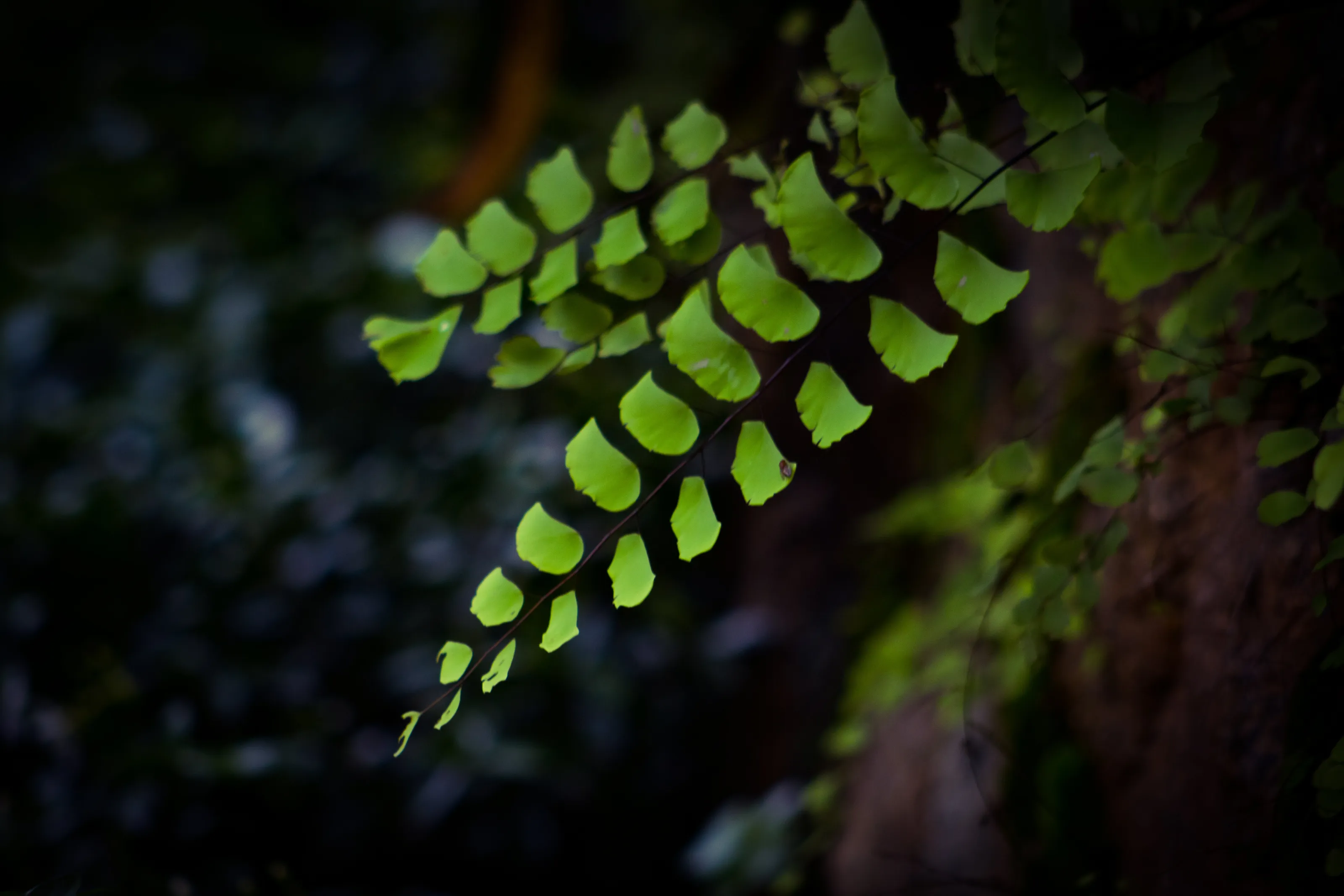 Nature
