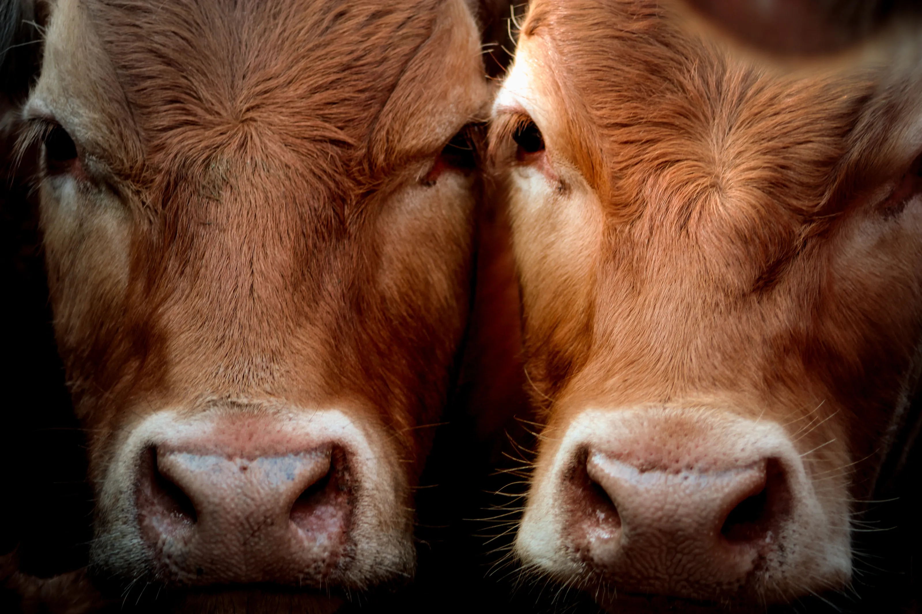 Curious cows