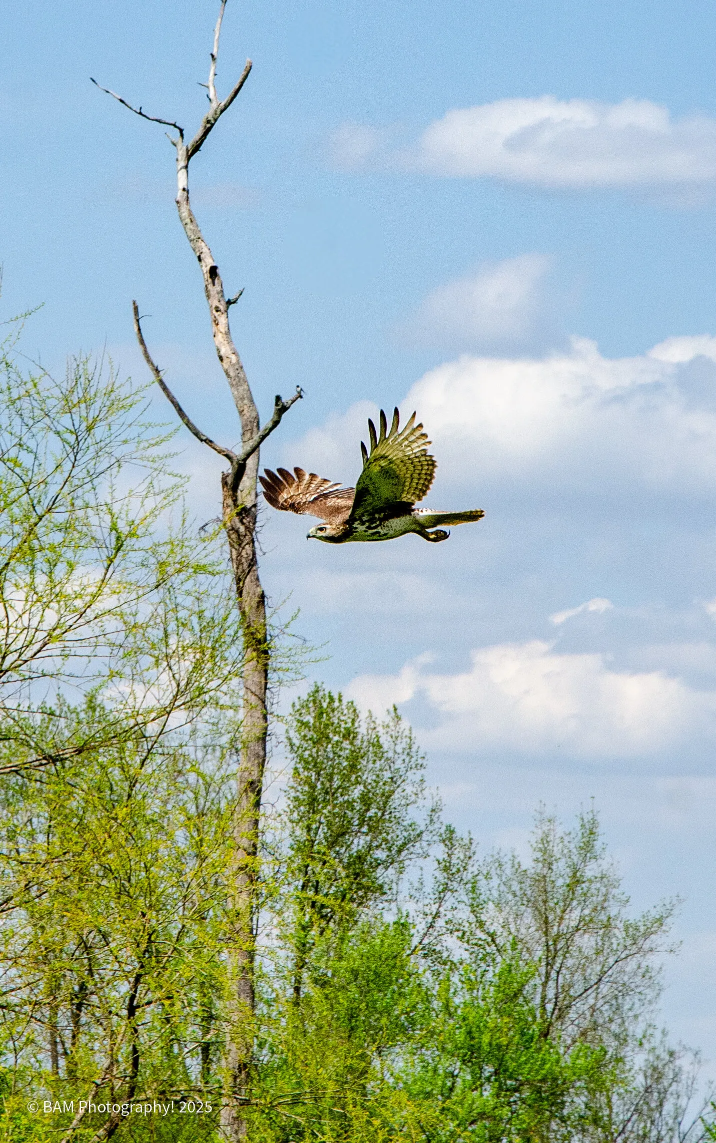 Red Tailed Hawk