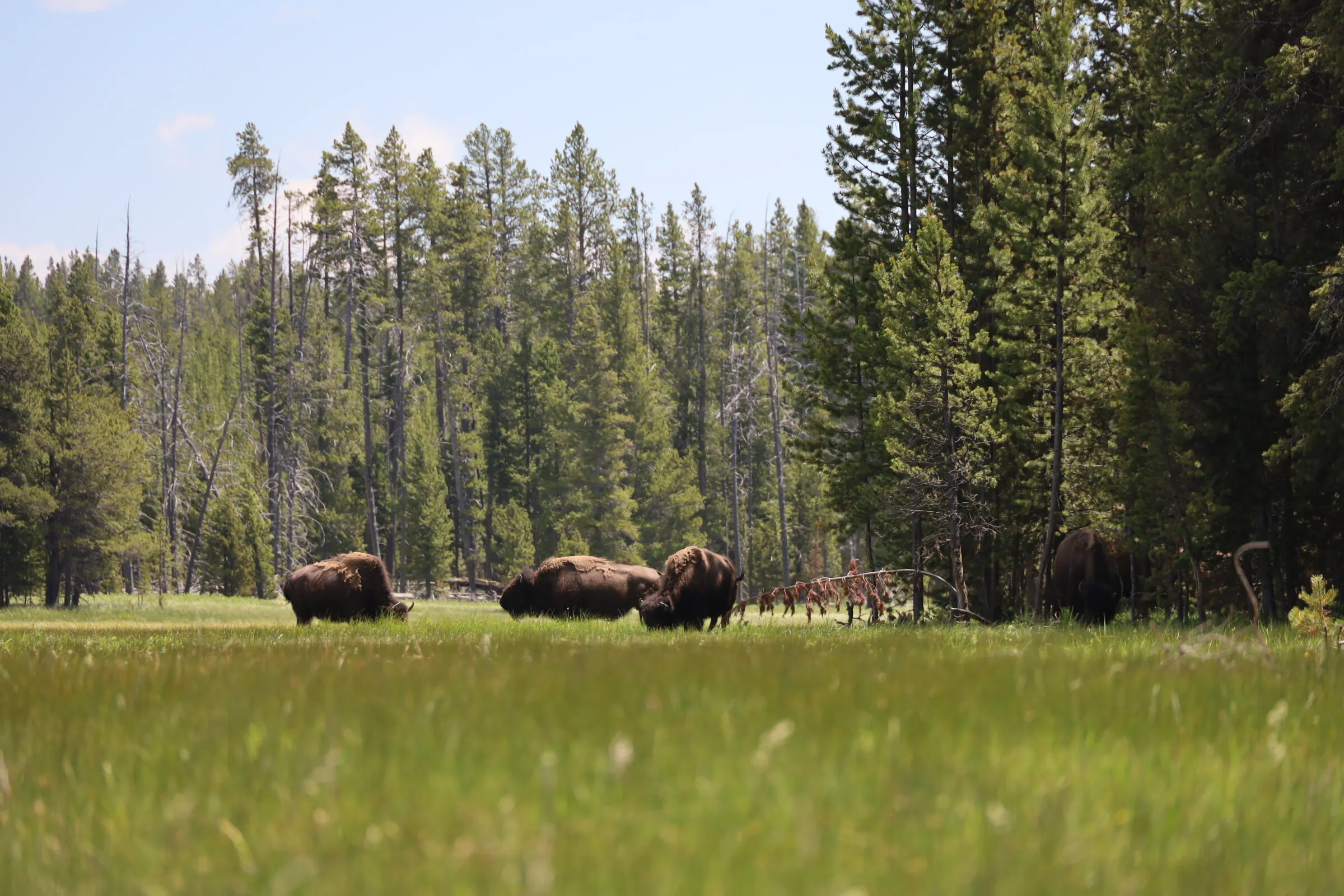 Grazing hour