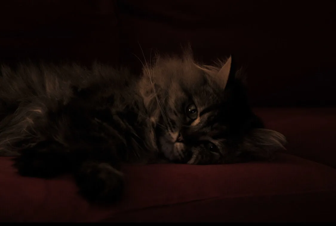 Even cats can get bored sometimes…