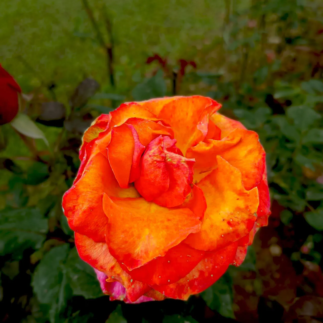 Keluarga Rose