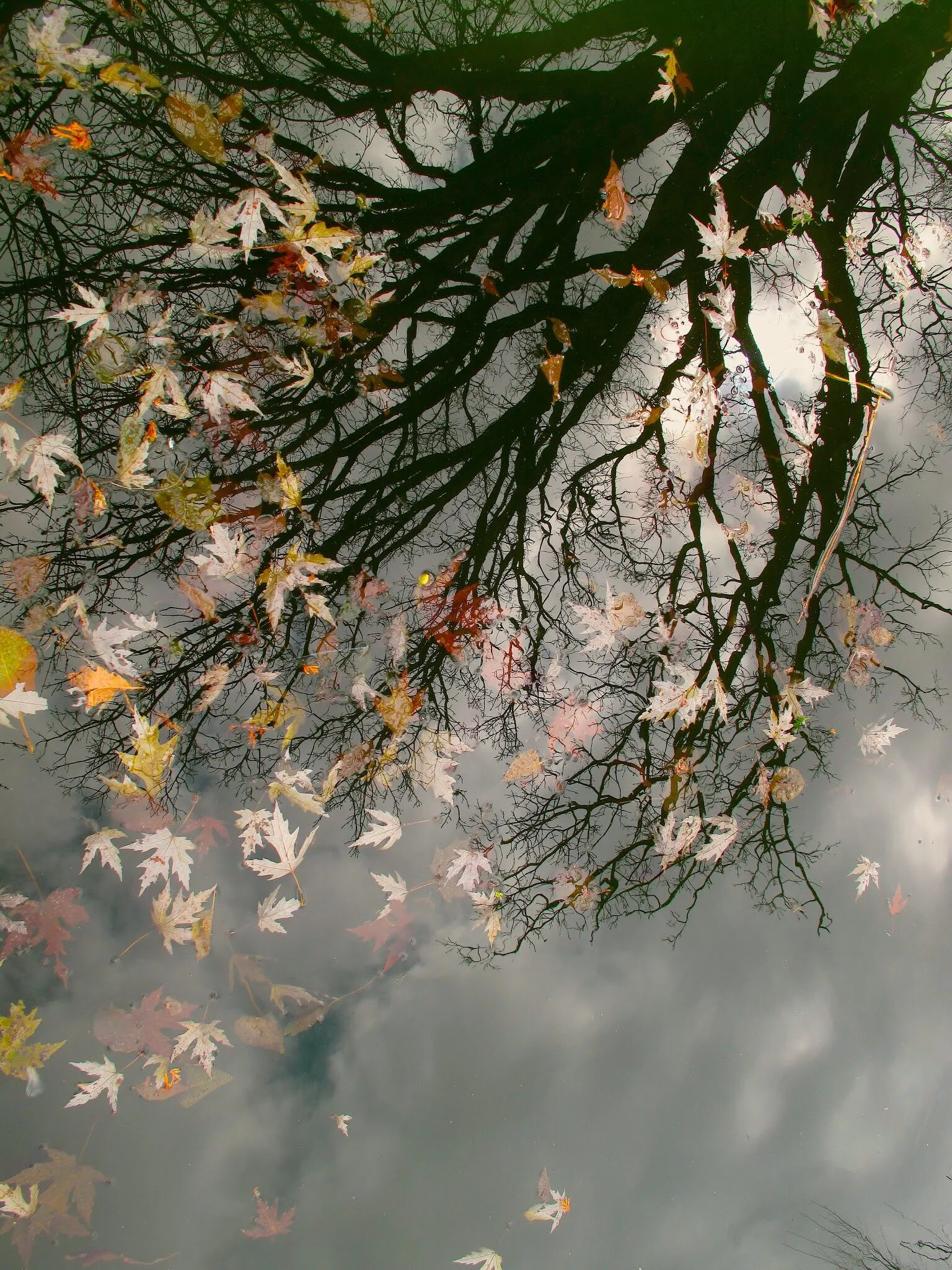 Autumn light
