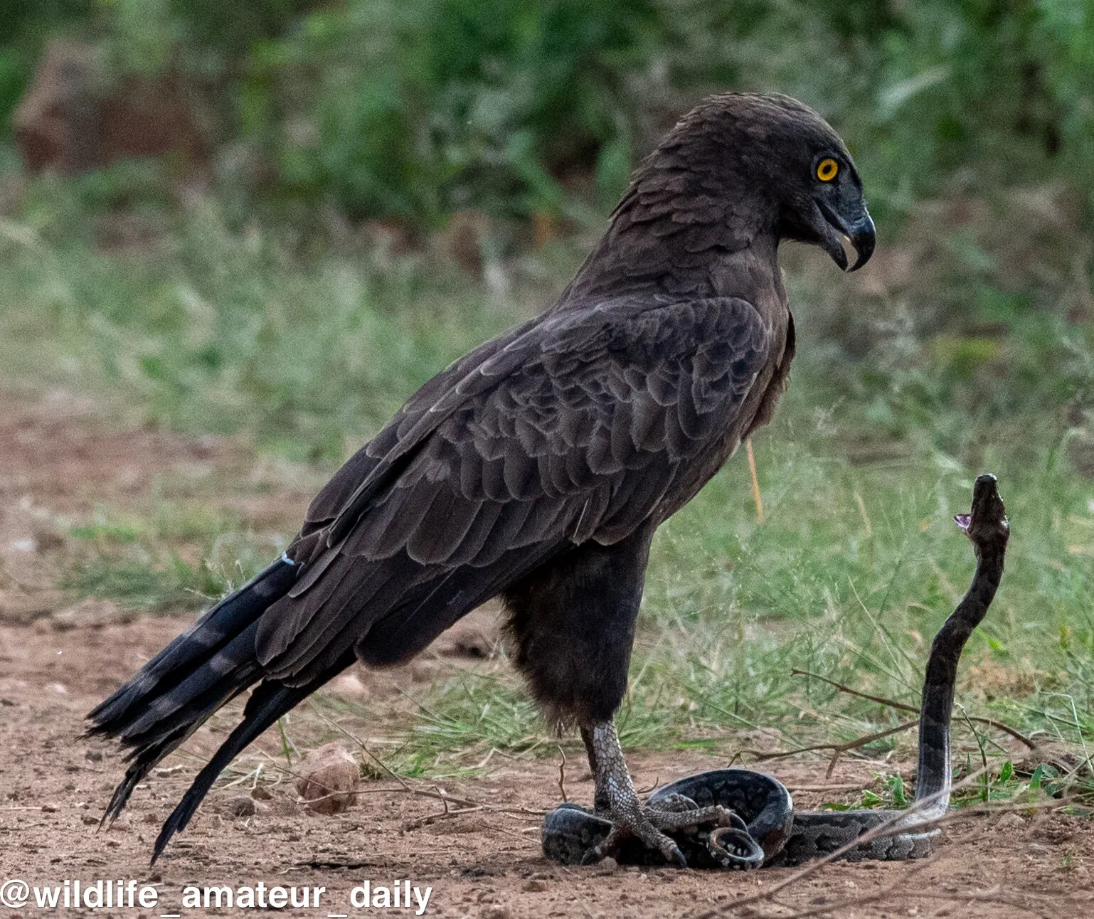 Predator vs Predator: Brown Snake Eagle vs African Rock Python