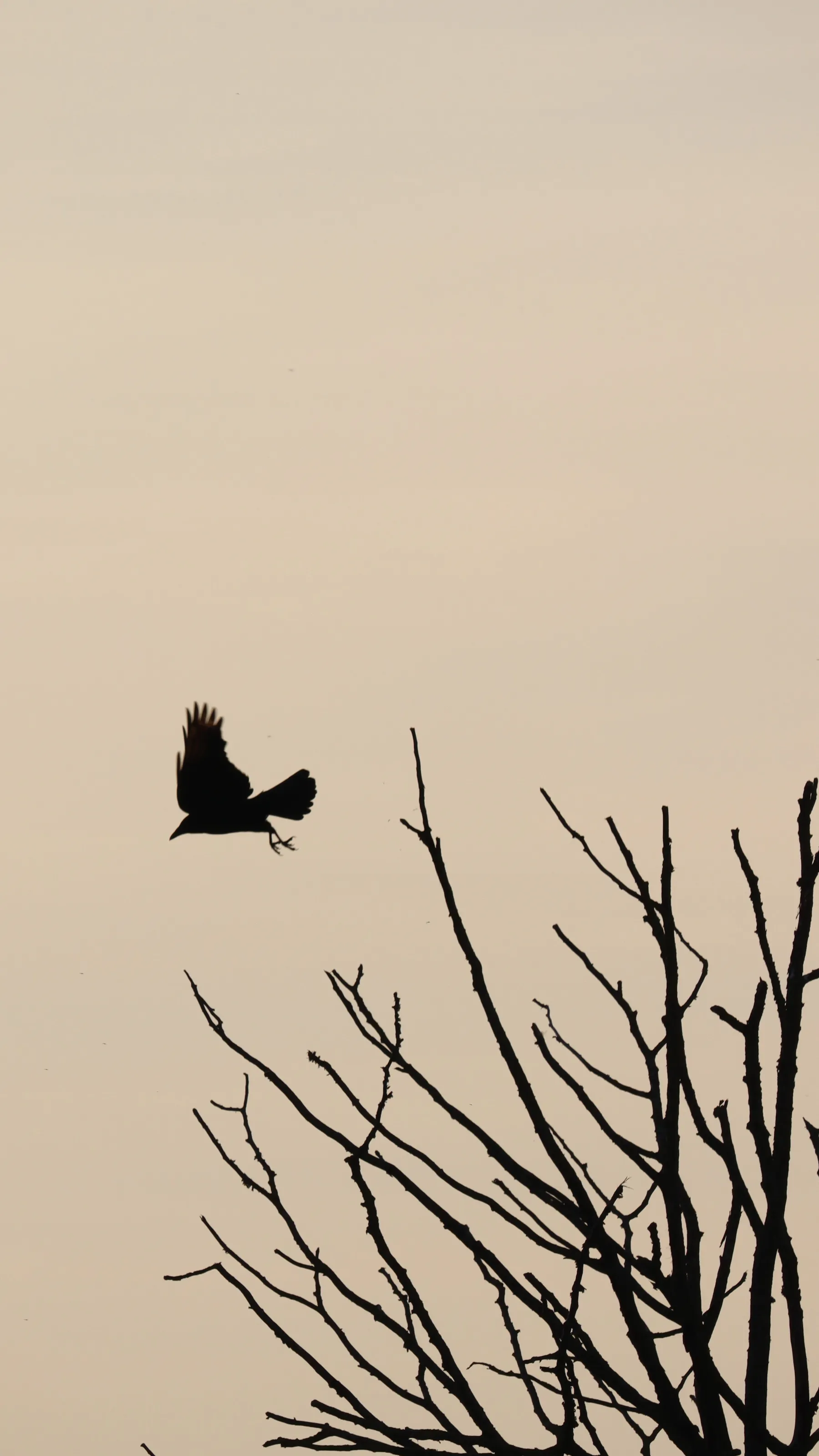 Crow and the tree