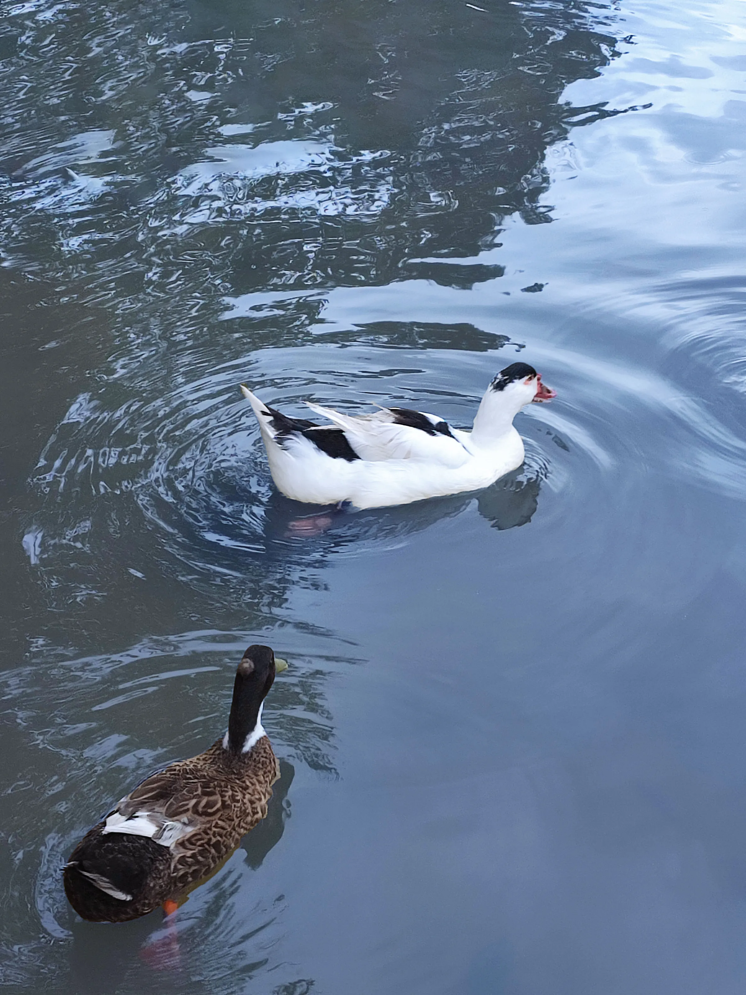 Swimming Duck