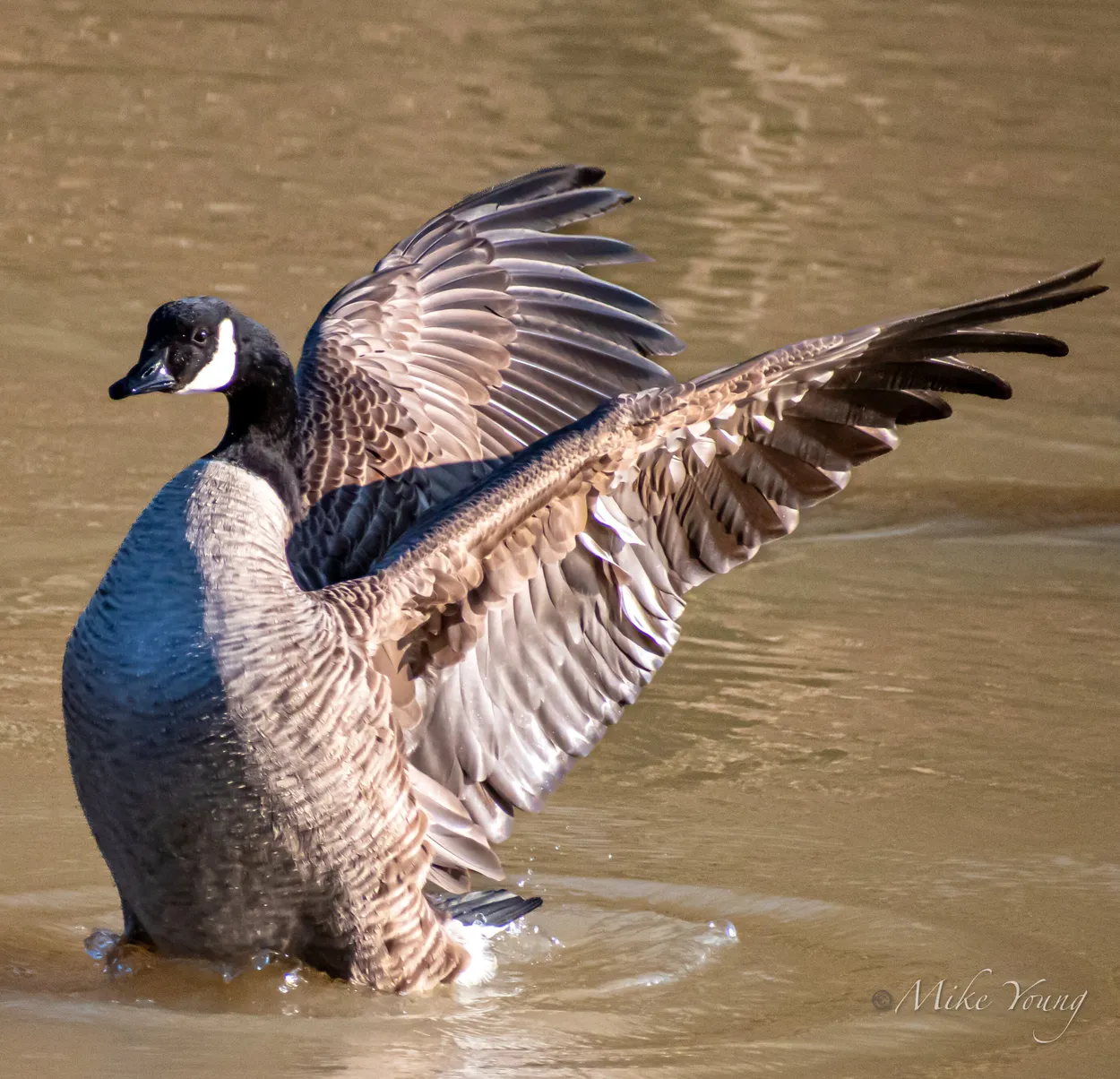The goose on the lake
