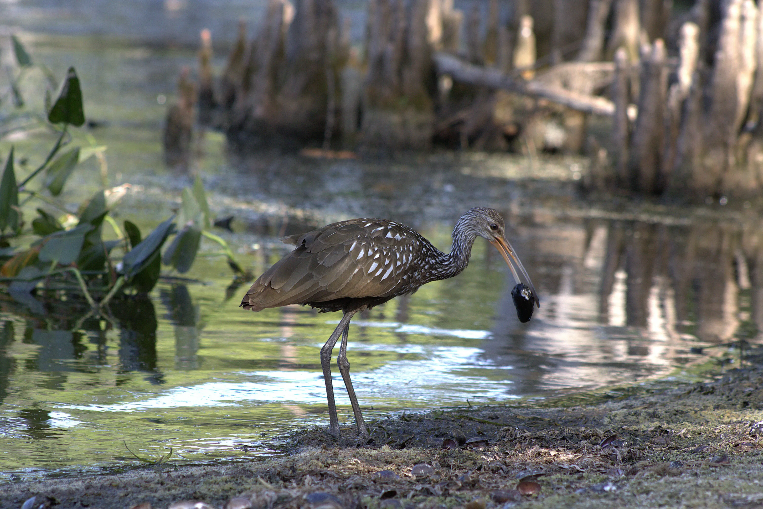 Limpkin with Mussel