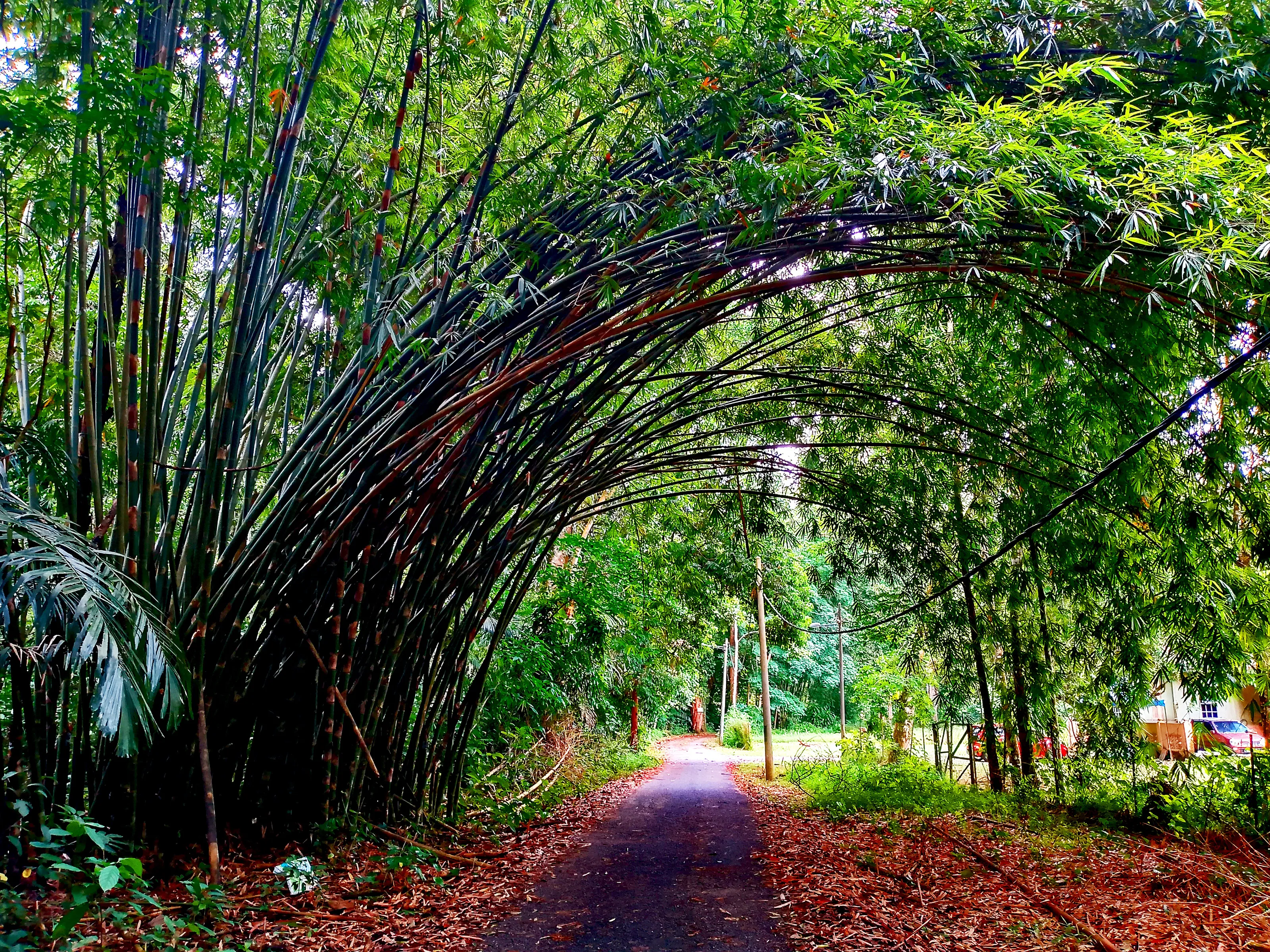 Bamboo Archway