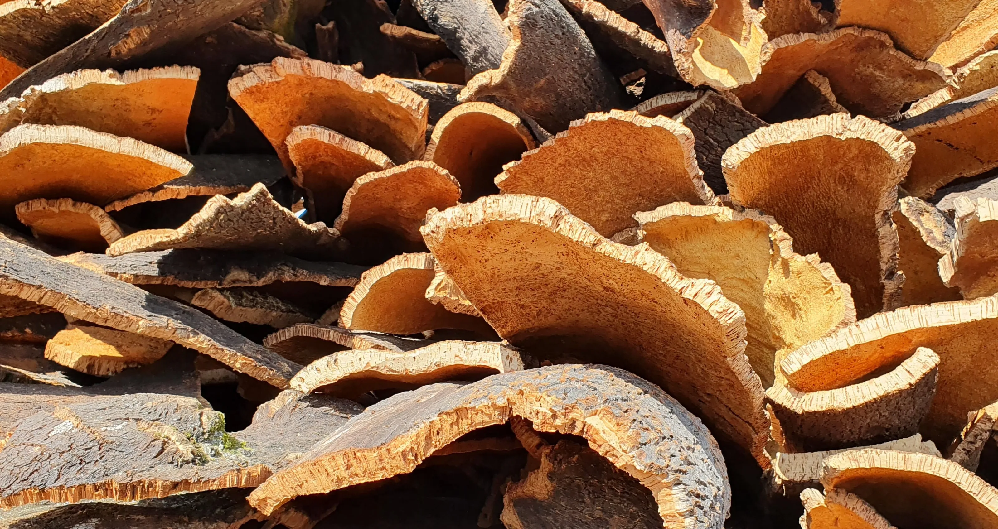 Cork